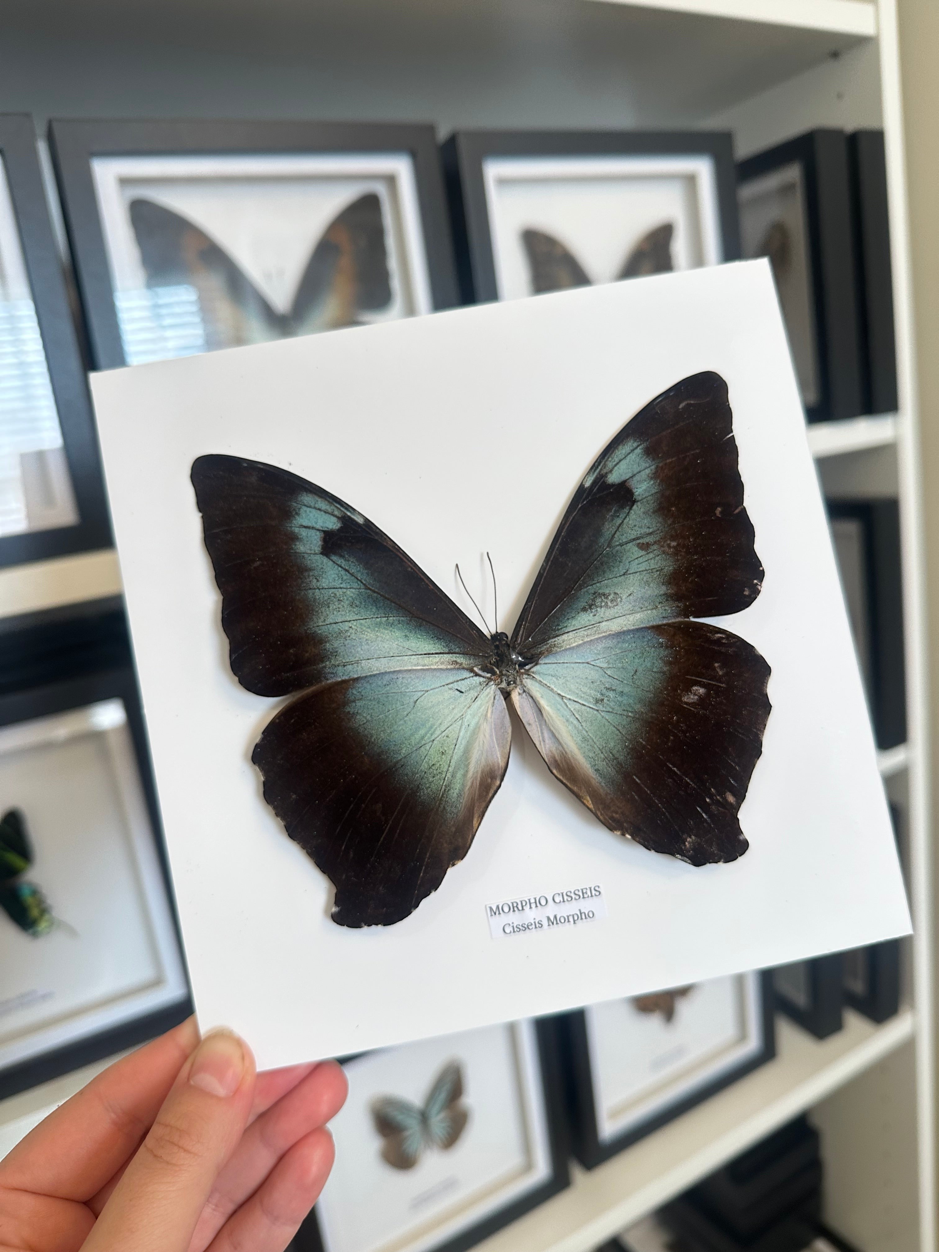 Morpho Cisseis | Medium Frame • Taxidermy Entomology Home Decor Framed Art