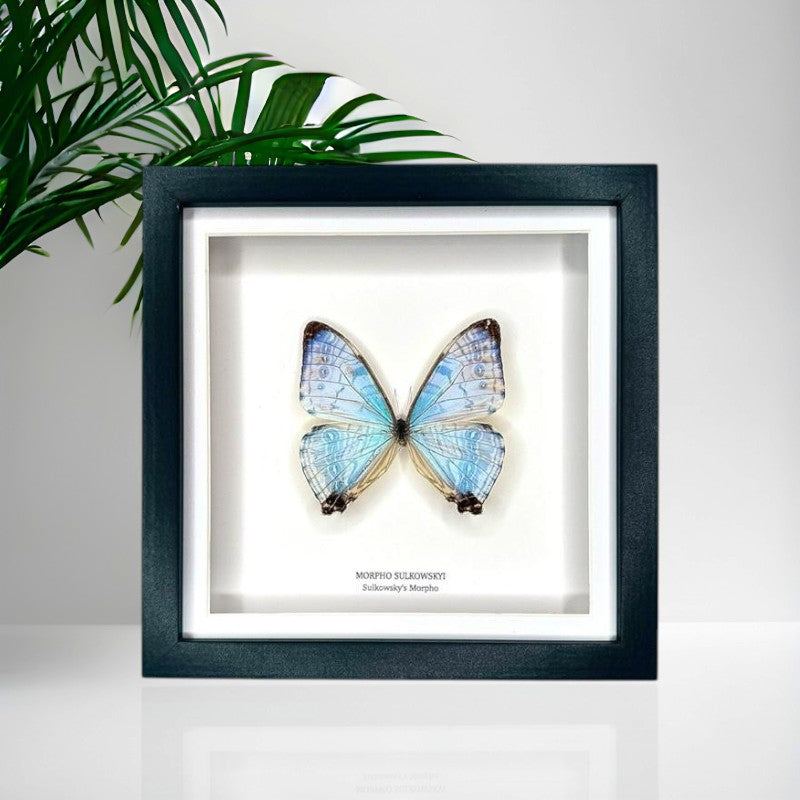 Morpho Sulkowskyi | Medium Frame • Taxidermy Entomology Home Decor Framed Art
