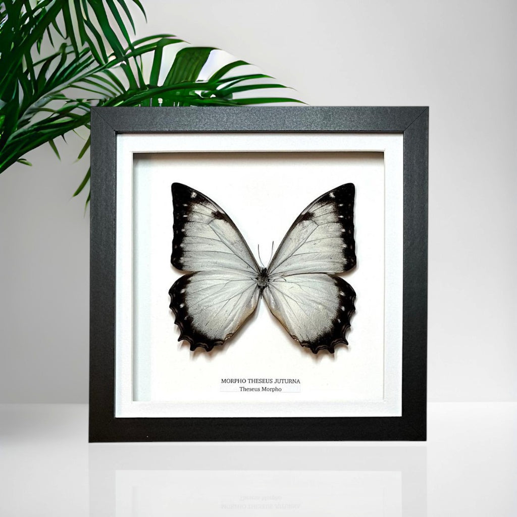 Morpho Theseus Juturna • Medium Frame • Taxidermy Entomology Home Decor Framed Art