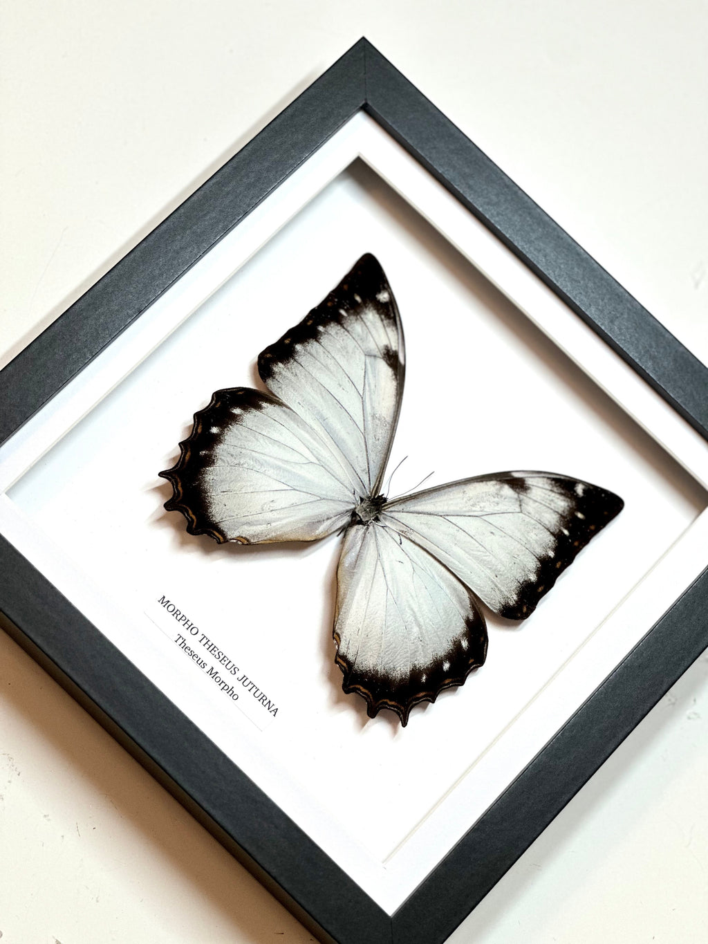 Morpho Theseus Juturna • Medium Frame • Taxidermy Entomology Home Decor Framed Art
