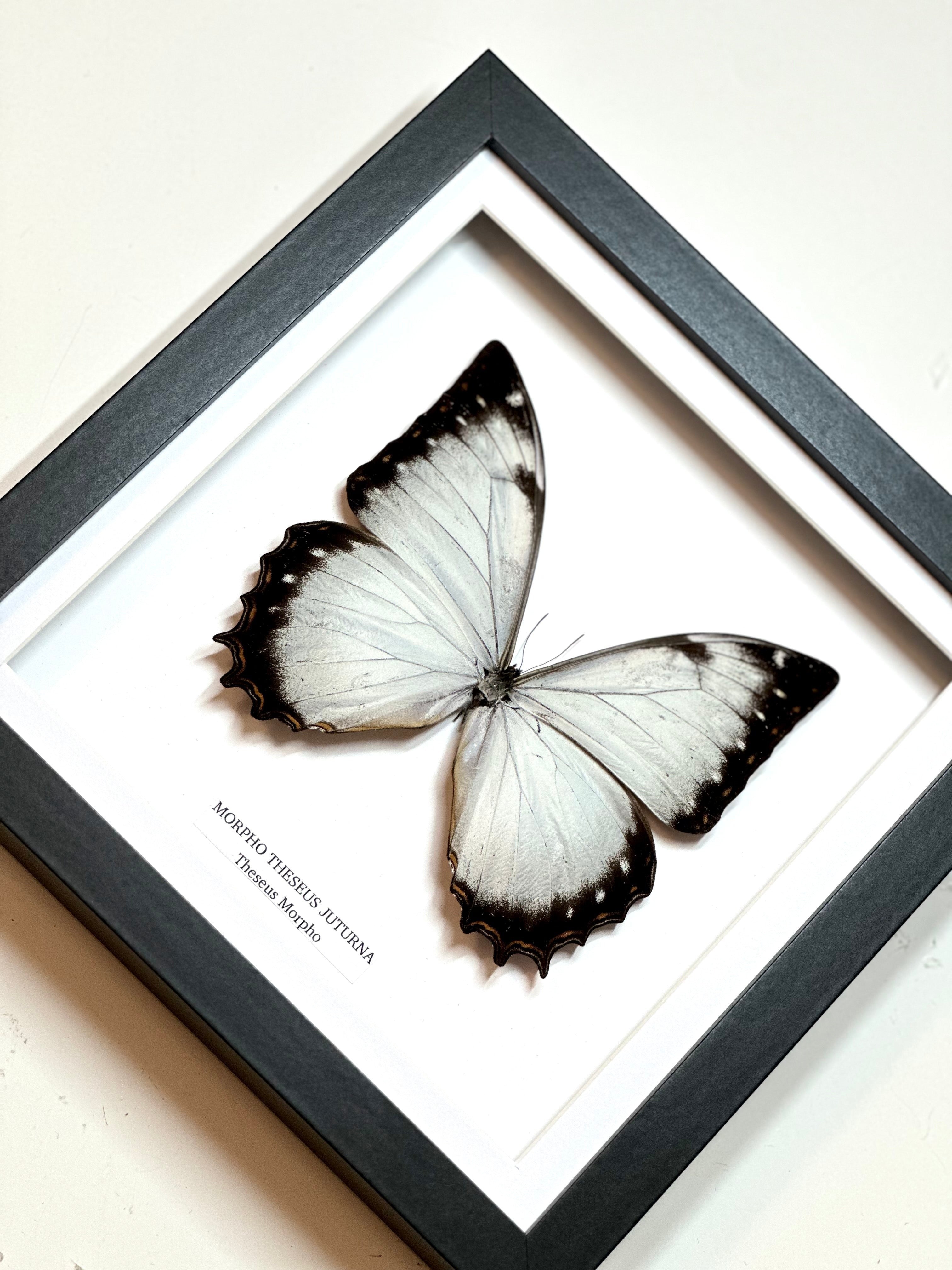 Morpho Theseus Juturna • Medium Frame • Taxidermy Entomology Home Decor Framed Art