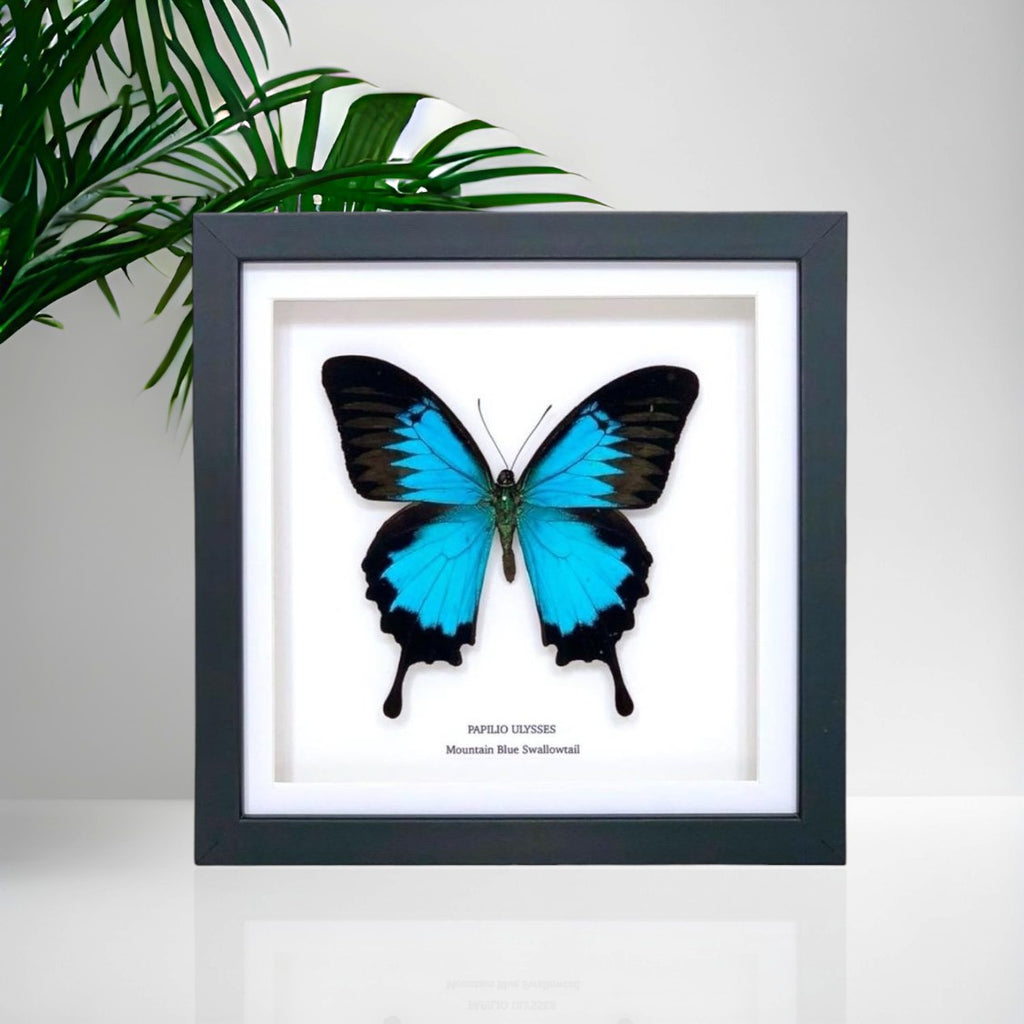 Mountain Blue Swallowtail | Papilio Ulysses | Medium Frame • Taxidermy Entomology Home Decor Framed Art