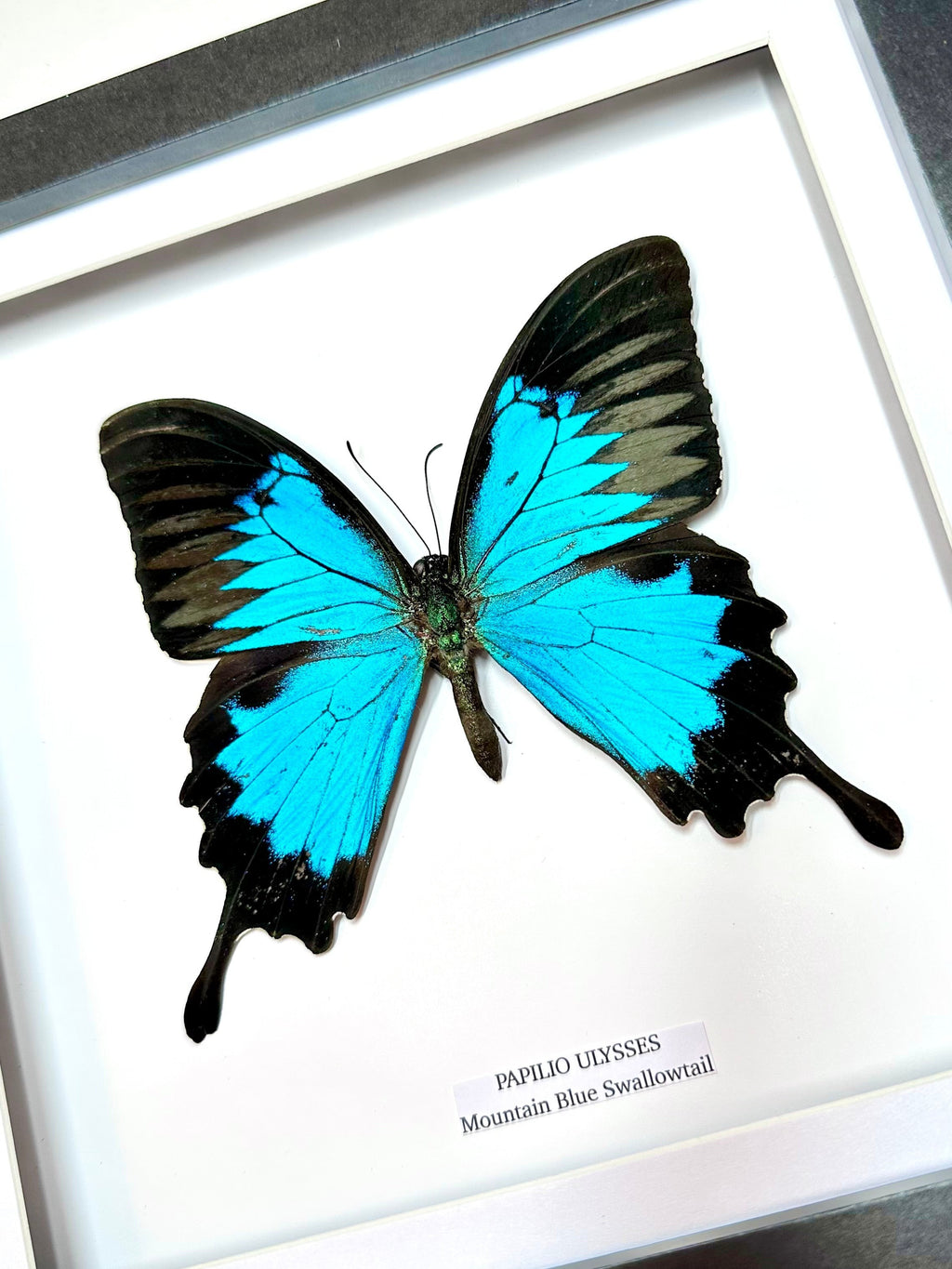 Mountain Blue Swallowtail | Papilio Ulysses | Medium Frame • Taxidermy Entomology Home Decor Framed Art