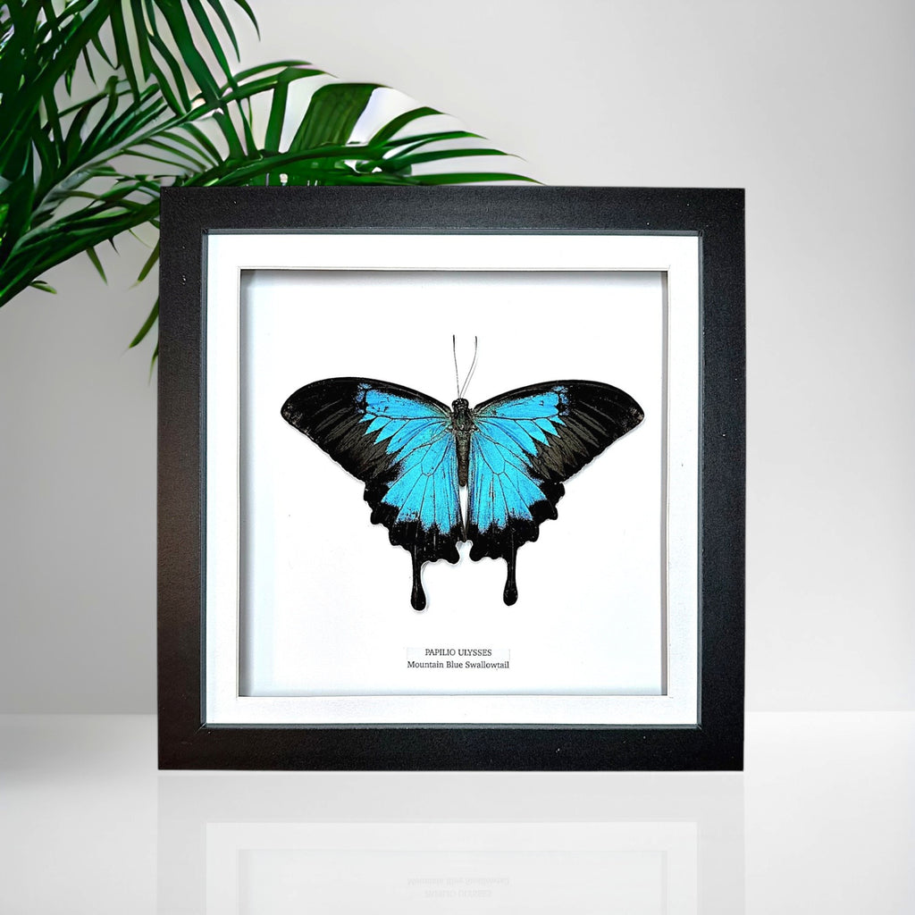 Mountain Blue Swallowtail | Papilio Ulysses | Medium Frame • Taxidermy Entomology Home Decor Framed Art