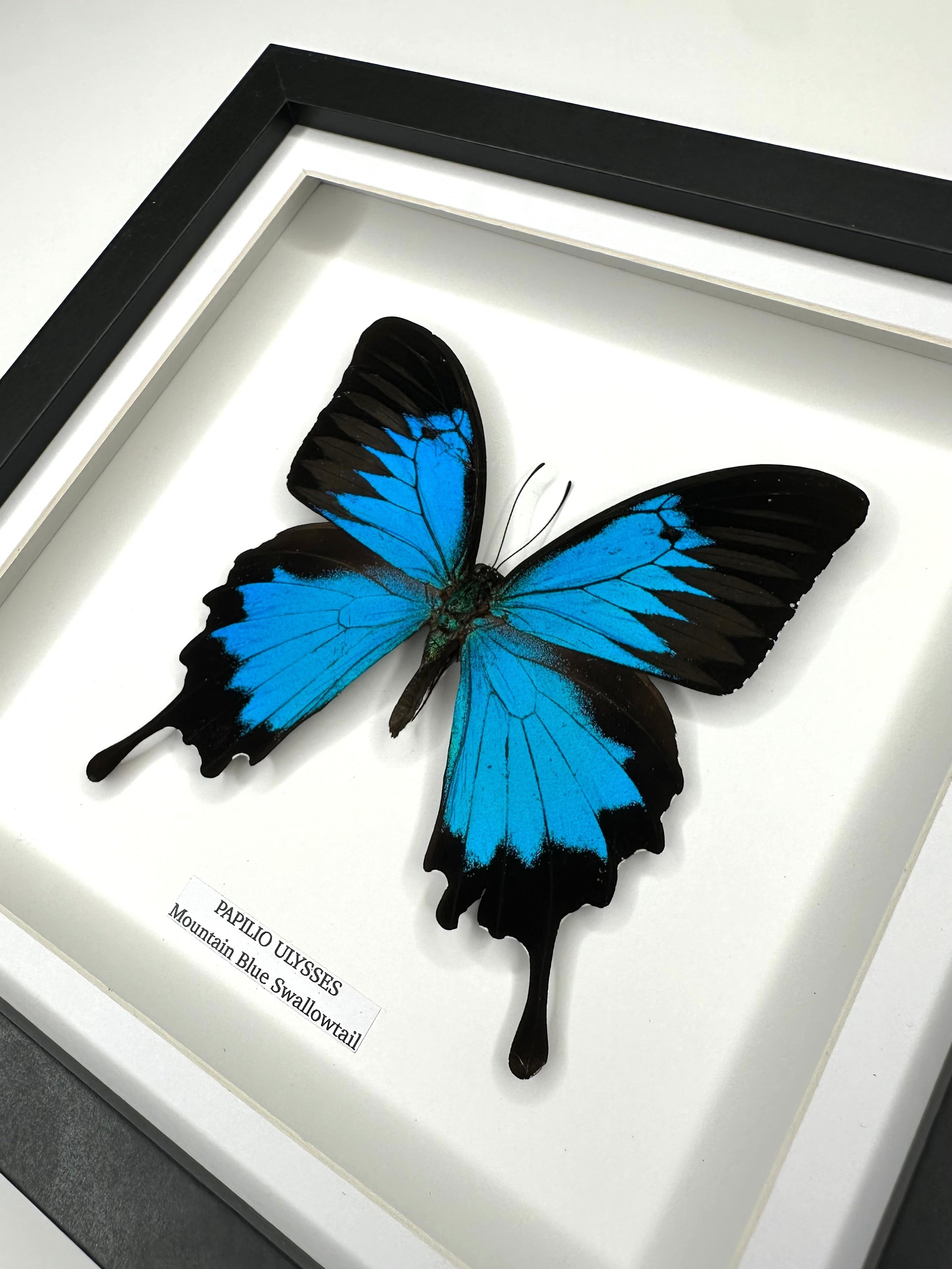 Mountain Blue Swallowtail | Papilio Ulysses | black deep shadow Medium Frame - Taxidermy Entomology Home Decor Framed Natural Art handmade by cuteaholic gifts