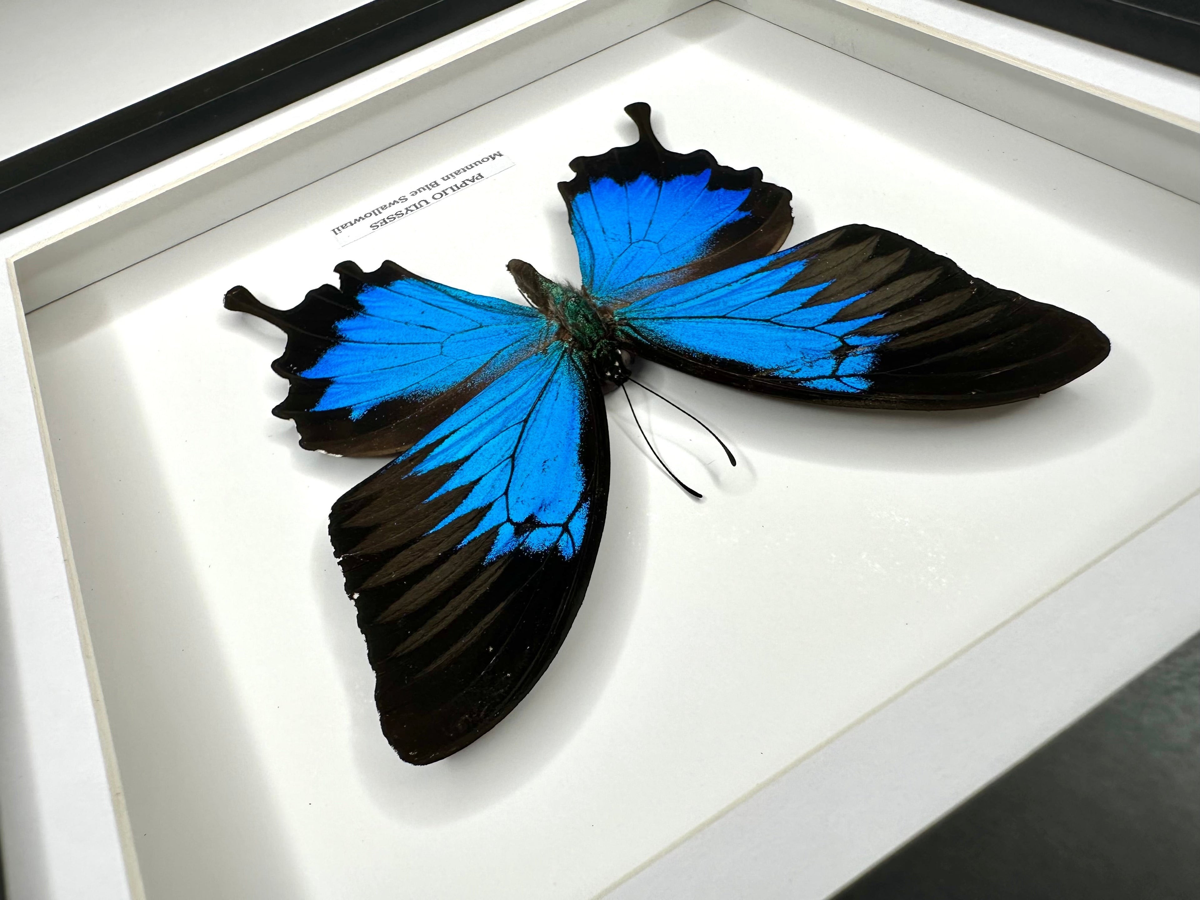 Mountain Blue Swallowtail | Papilio Ulysses | black deep shadow Medium Frame - Taxidermy Entomology Home Decor Framed Natural Art handmade by cuteaholic gifts