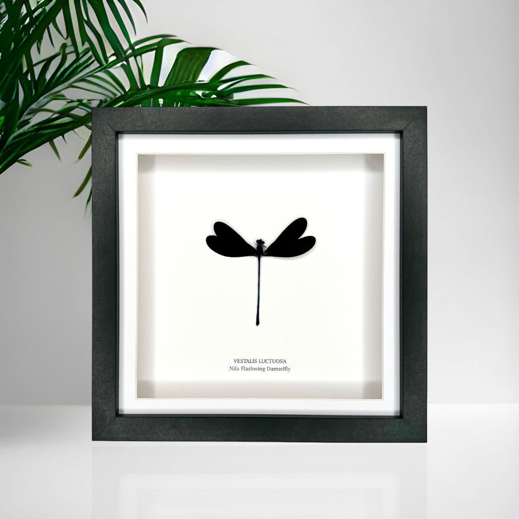 Nila Flashwing Damselfly Also known as Vestalis Luctuosa in latin. hand made and mounted in a deep shadow black Medium Frame - Taxidermy Entomology Home Decor Framed Natural Art by cuteaholic gifts