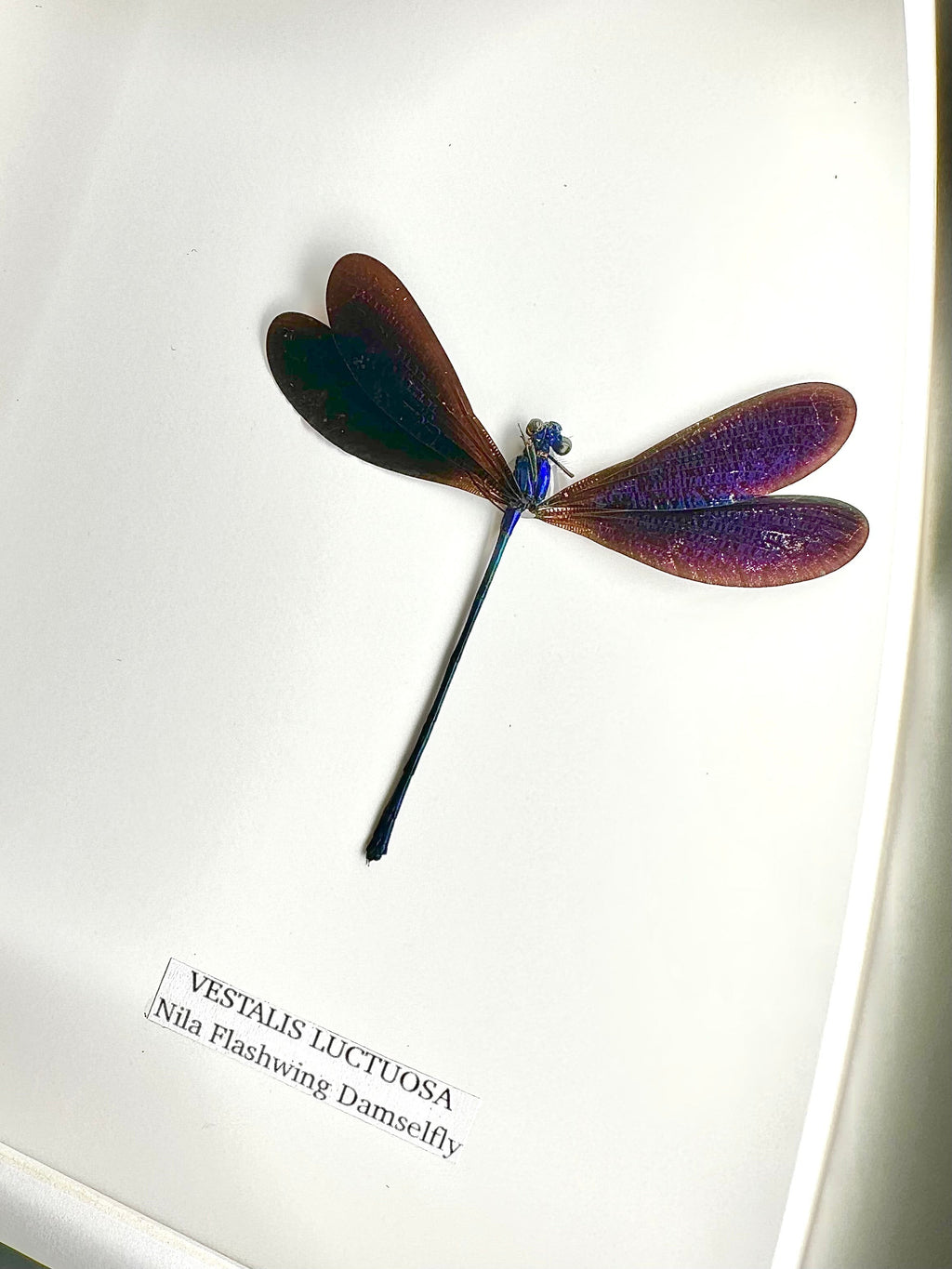 Nila Flashwing Damselfly Also known as Vestalis Luctuosa in latin. hand made and mounted in a deep shadow black Medium Frame - Taxidermy Entomology Home Decor Framed Natural Art by cuteaholic gifts