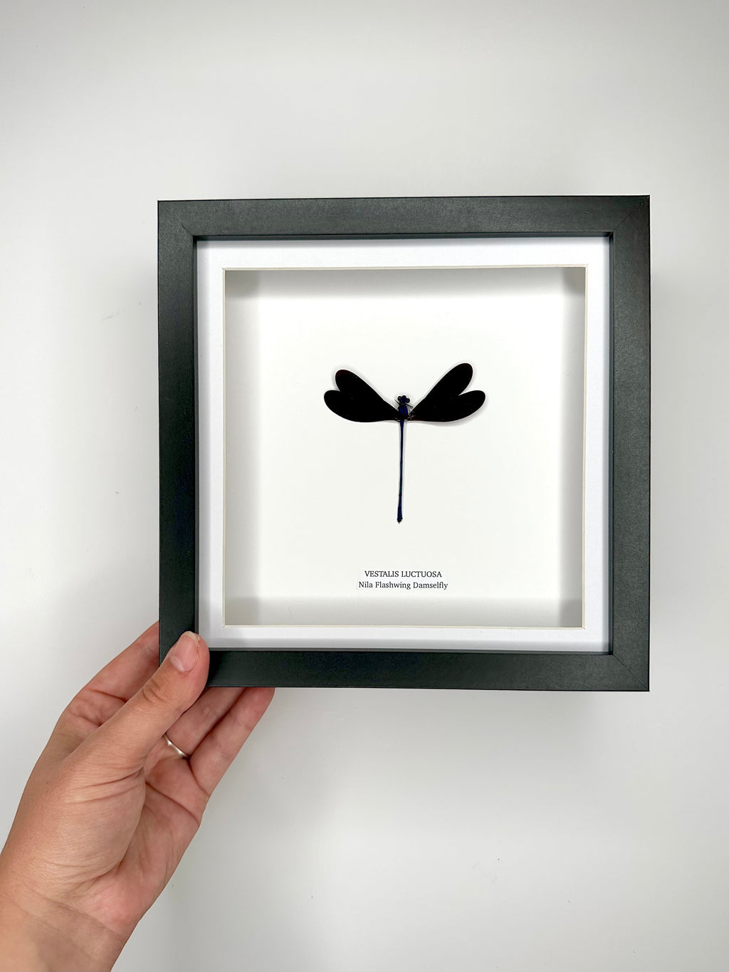 Nila Flashwing Damselfly Also known as Vestalis Luctuosa in latin. hand made and mounted in a deep shadow black Medium Frame - Taxidermy Entomology Home Decor Framed Natural Art by cuteaholic gifts