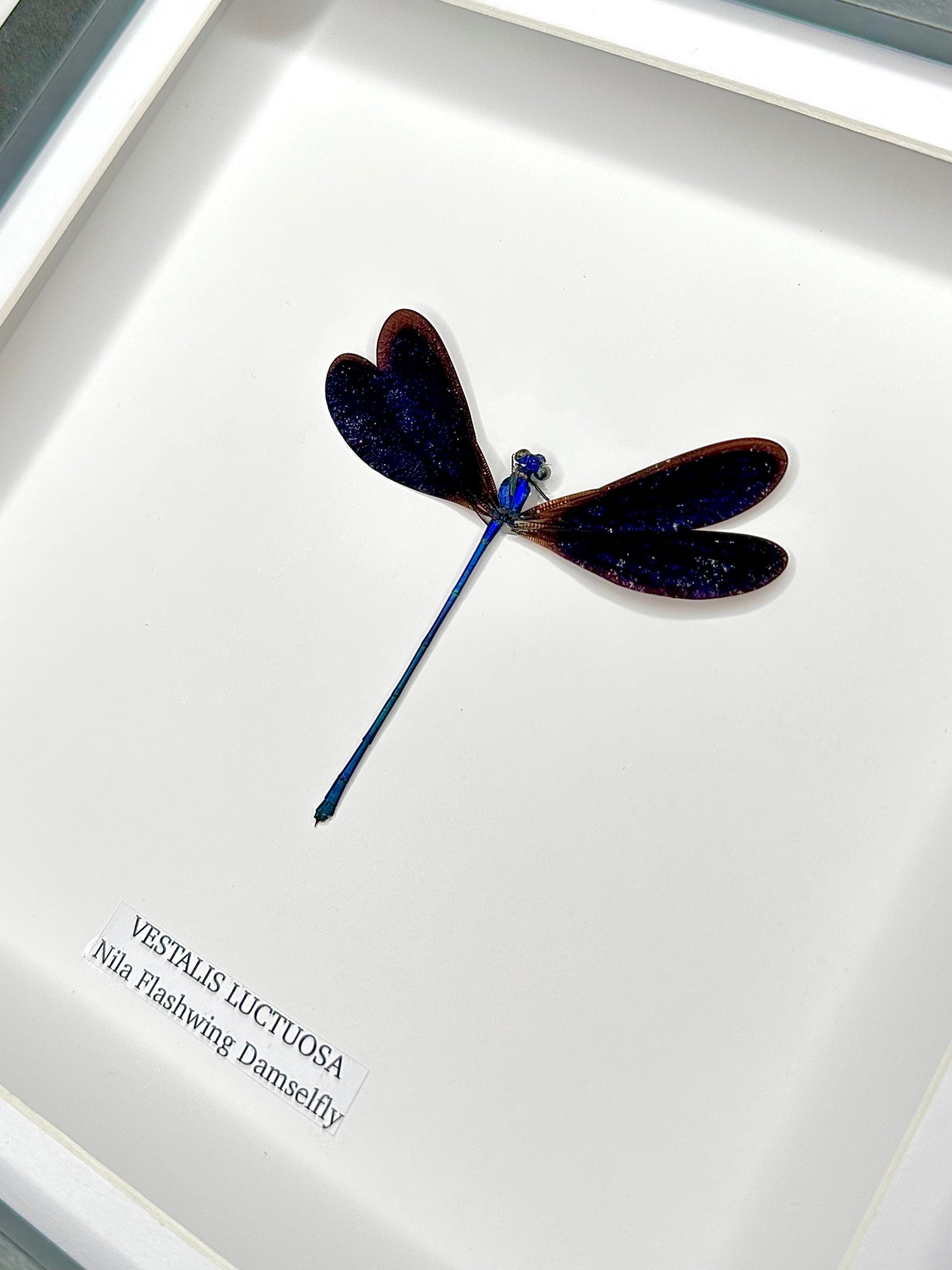 Nila Flashwing Damselfly Also known as Vestalis Luctuosa in latin. hand made and mounted in a deep shadow black Medium Frame - Taxidermy Entomology Home Decor Framed Natural Art by cuteaholic gifts