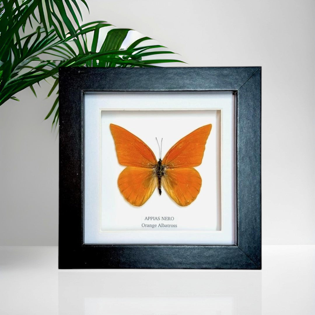 Orange Albatross | Appias Nero | Small Frame • Taxidermy Entomology Home Decor Framed Art