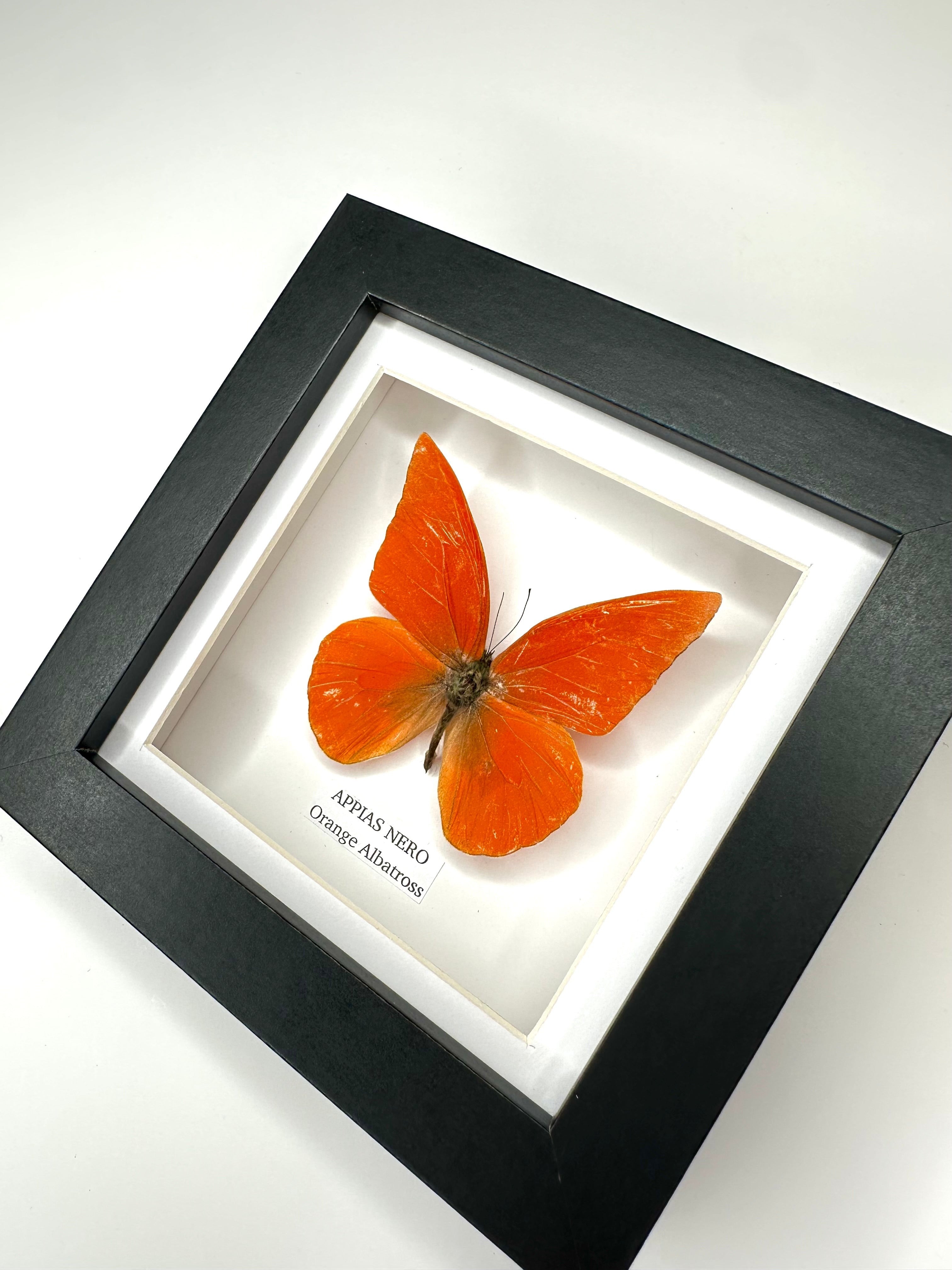Orange Albatross | Appias Nero | Small deep black shadow Frame - Taxidermy Entomology Home Decor Framed Natural Art handmade by cuteaholic gifts