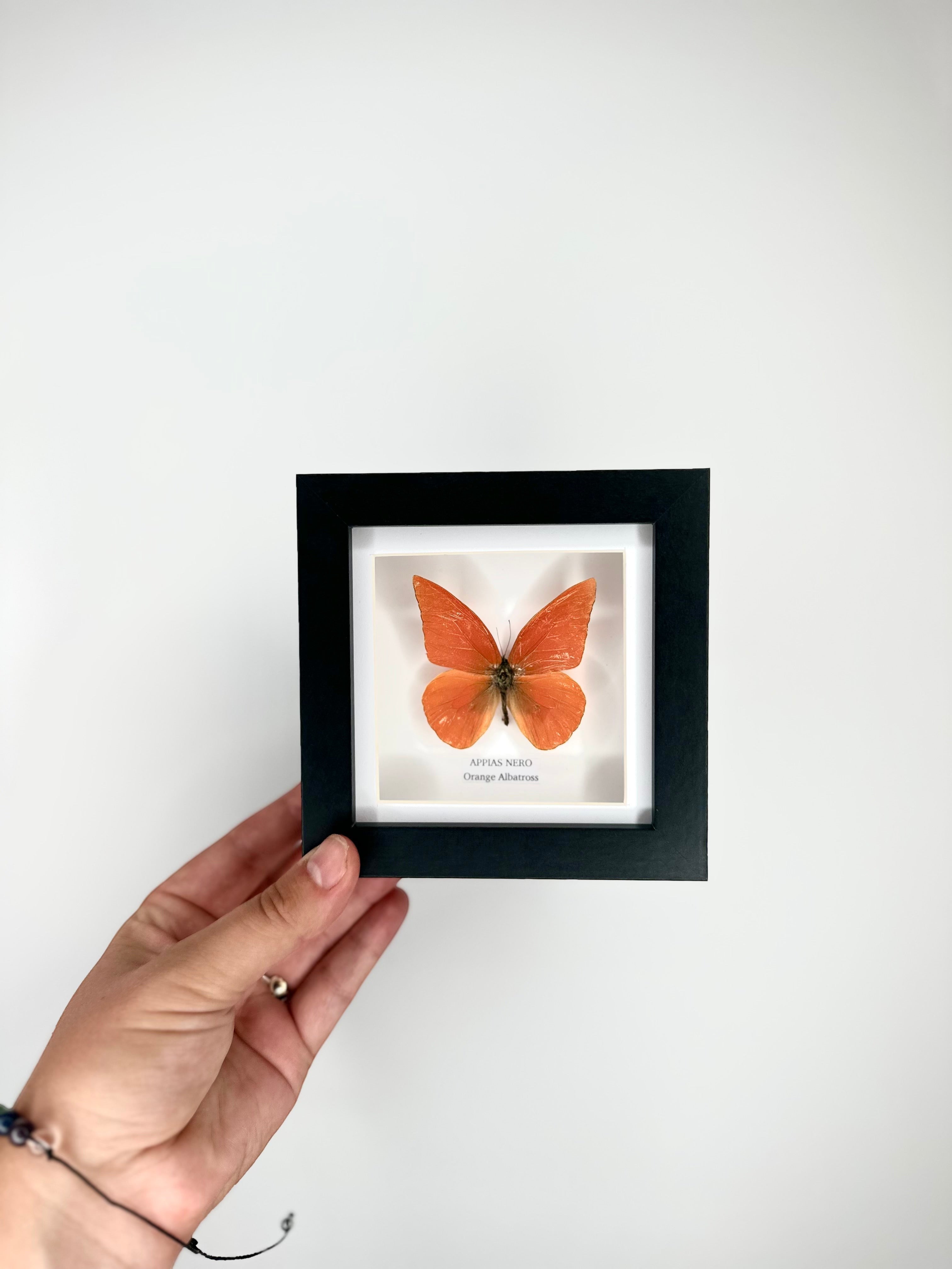 Orange Albatross | Appias Nero | Small deep black shadow Frame - Taxidermy Entomology Home Decor Framed Natural Art handmade by cuteaholic gifts