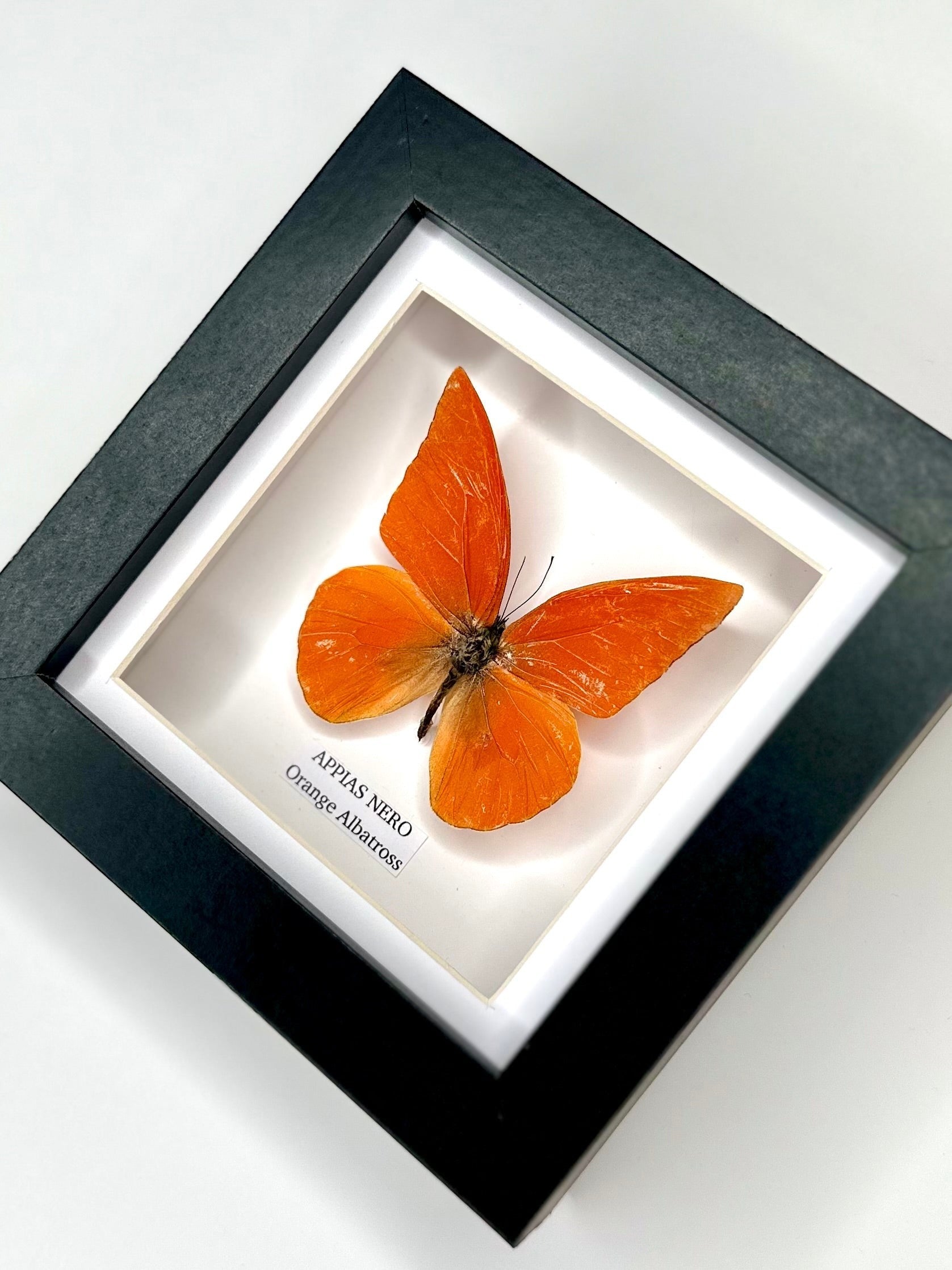 Orange Albatross | Appias Nero | Small deep black shadow Frame - Taxidermy Entomology Home Decor Framed Natural Art handmade by cuteaholic gifts