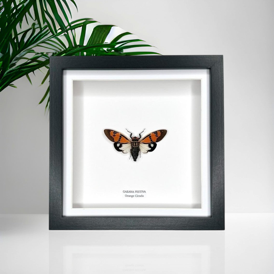 Orange Cicada | Gaeana Festiva | Medium Frame • Taxidermy Entomology Home Decor Framed Art
