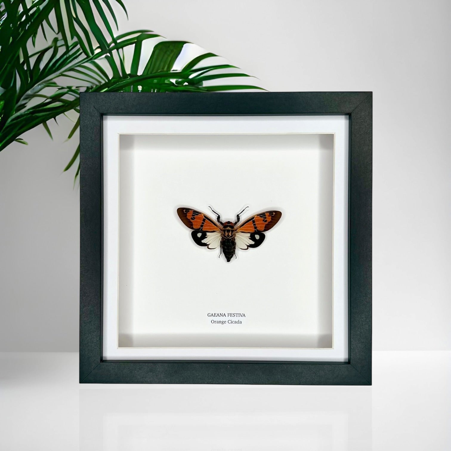 Orange Cicada | Gaeana Festiva | Medium black deep shadow Frame - Taxidermy Entomology Home Decor Framed Natural Art handmade by cuteaholicgifts