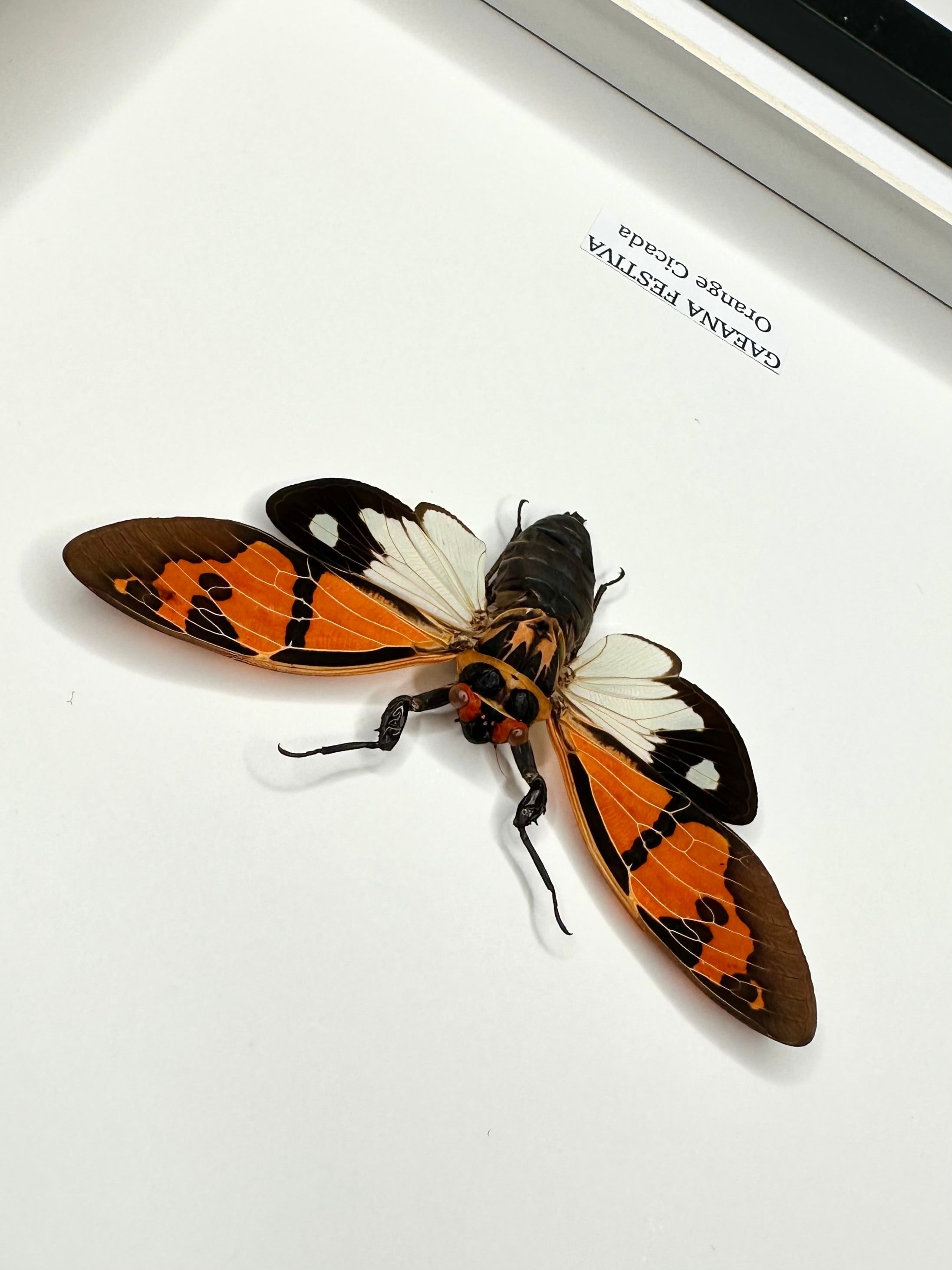 Orange Cicada | Gaeana Festiva | Medium black deep shadow Frame - Taxidermy Entomology Home Decor Framed Natural Art handmade by cuteaholicgifts