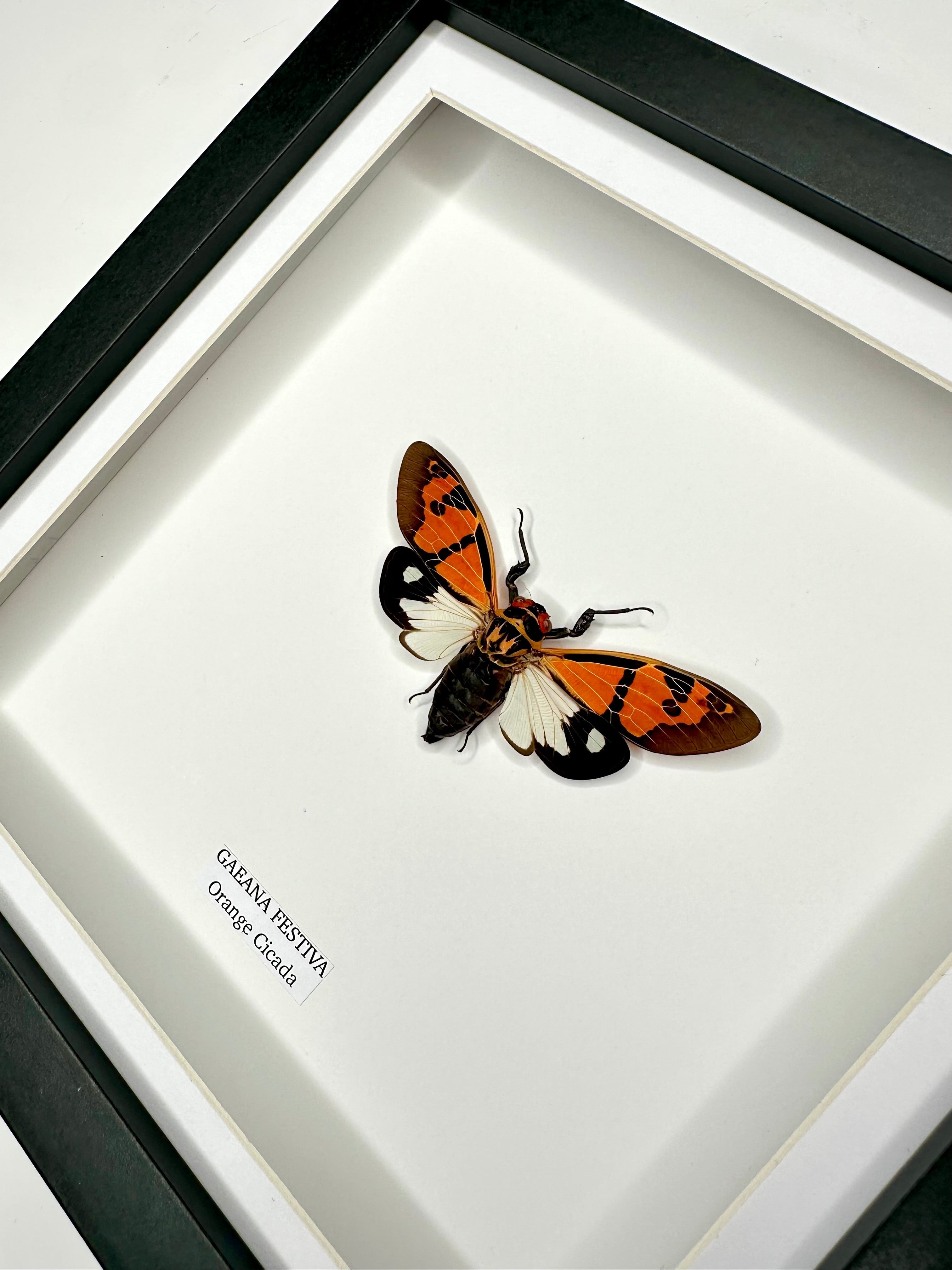 Orange Cicada | Gaeana Festiva | Medium black deep shadow Frame - Taxidermy Entomology Home Decor Framed Natural Art handmade by cuteaholicgifts