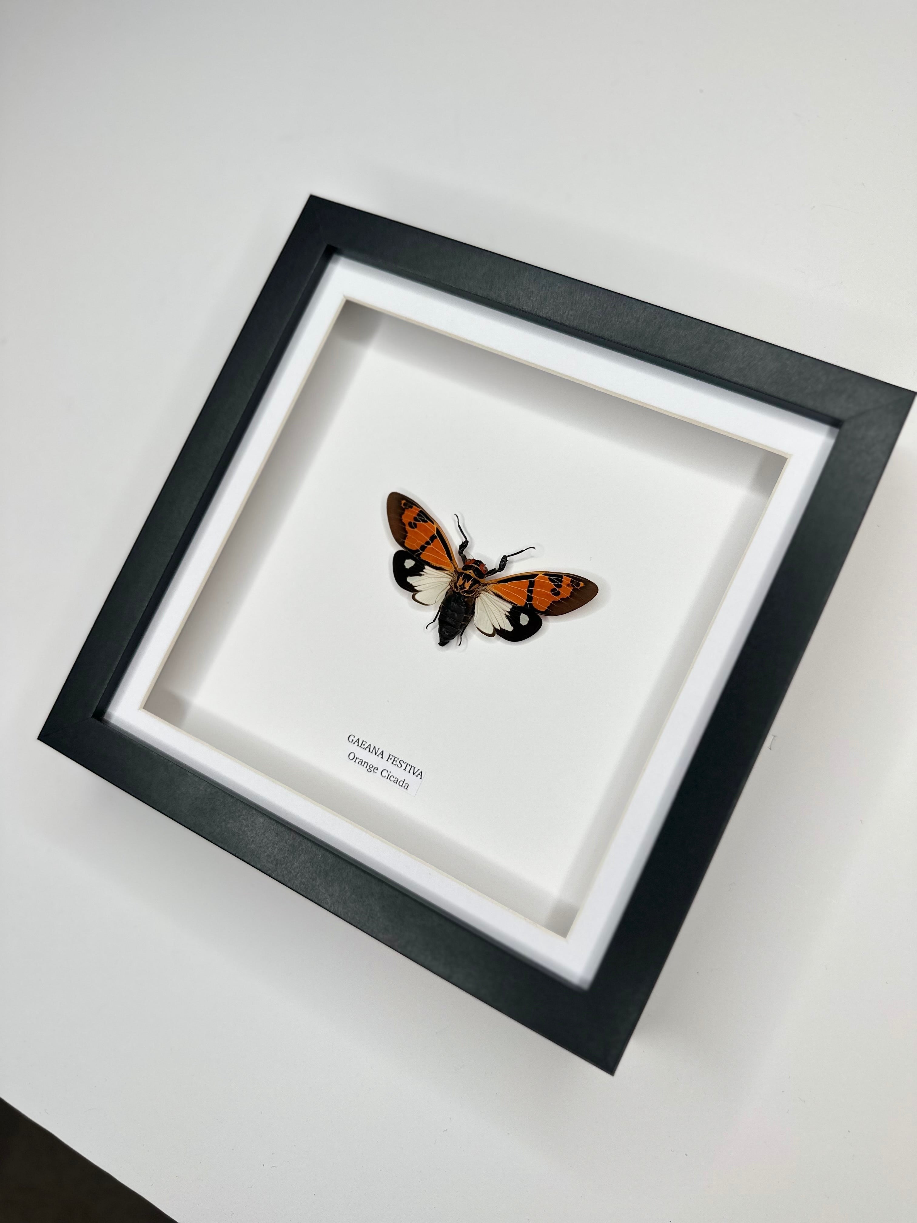Orange Cicada | Gaeana Festiva | Medium black deep shadow Frame - Taxidermy Entomology Home Decor Framed Natural Art handmade by cuteaholicgifts