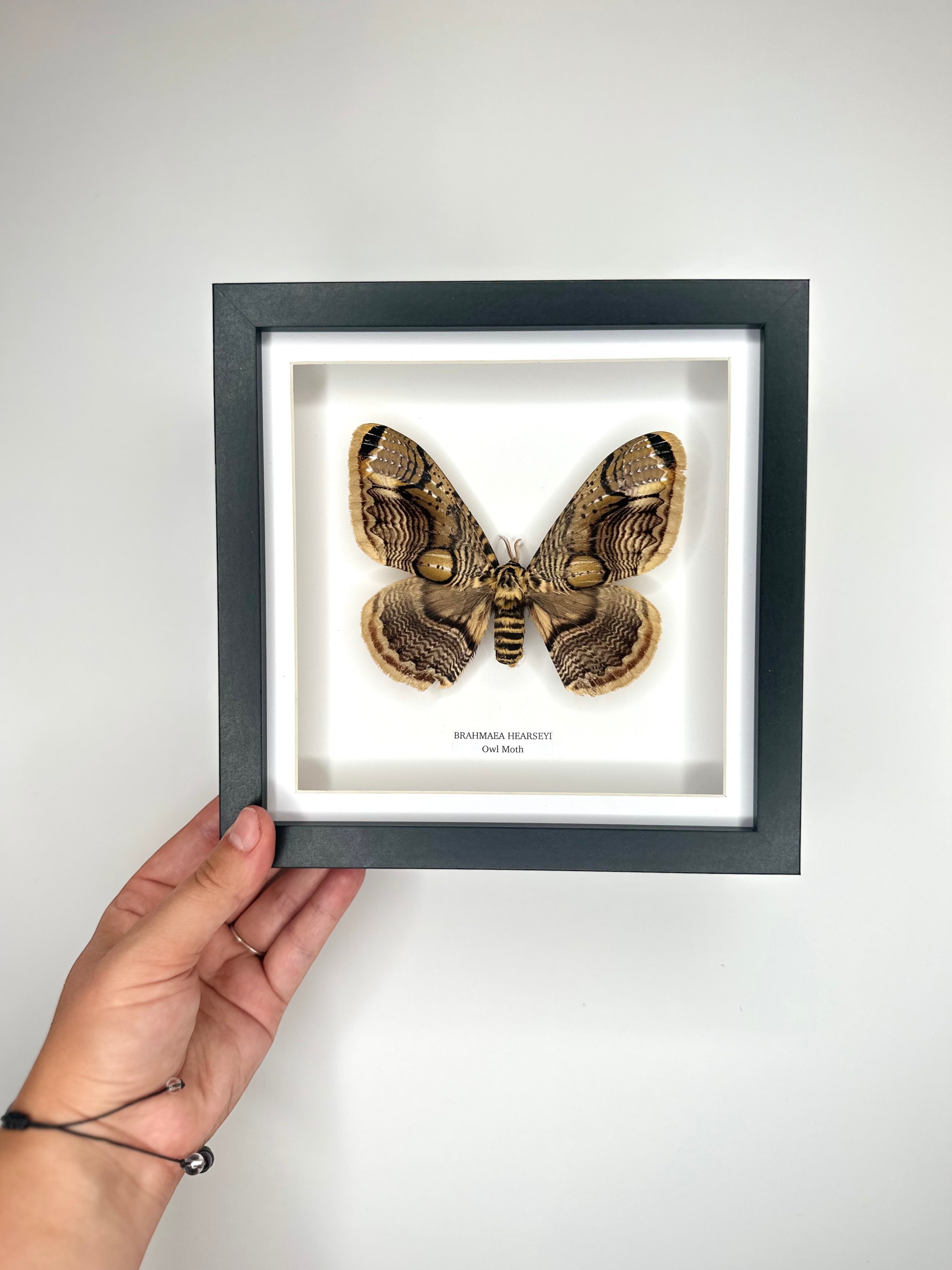 Owl Moth | Brahmaea Hearseyi | Medium deep black shadow Frame - Taxidermy Entomology Home Decor Framed Natural Art handmade by cuteaholic gifts