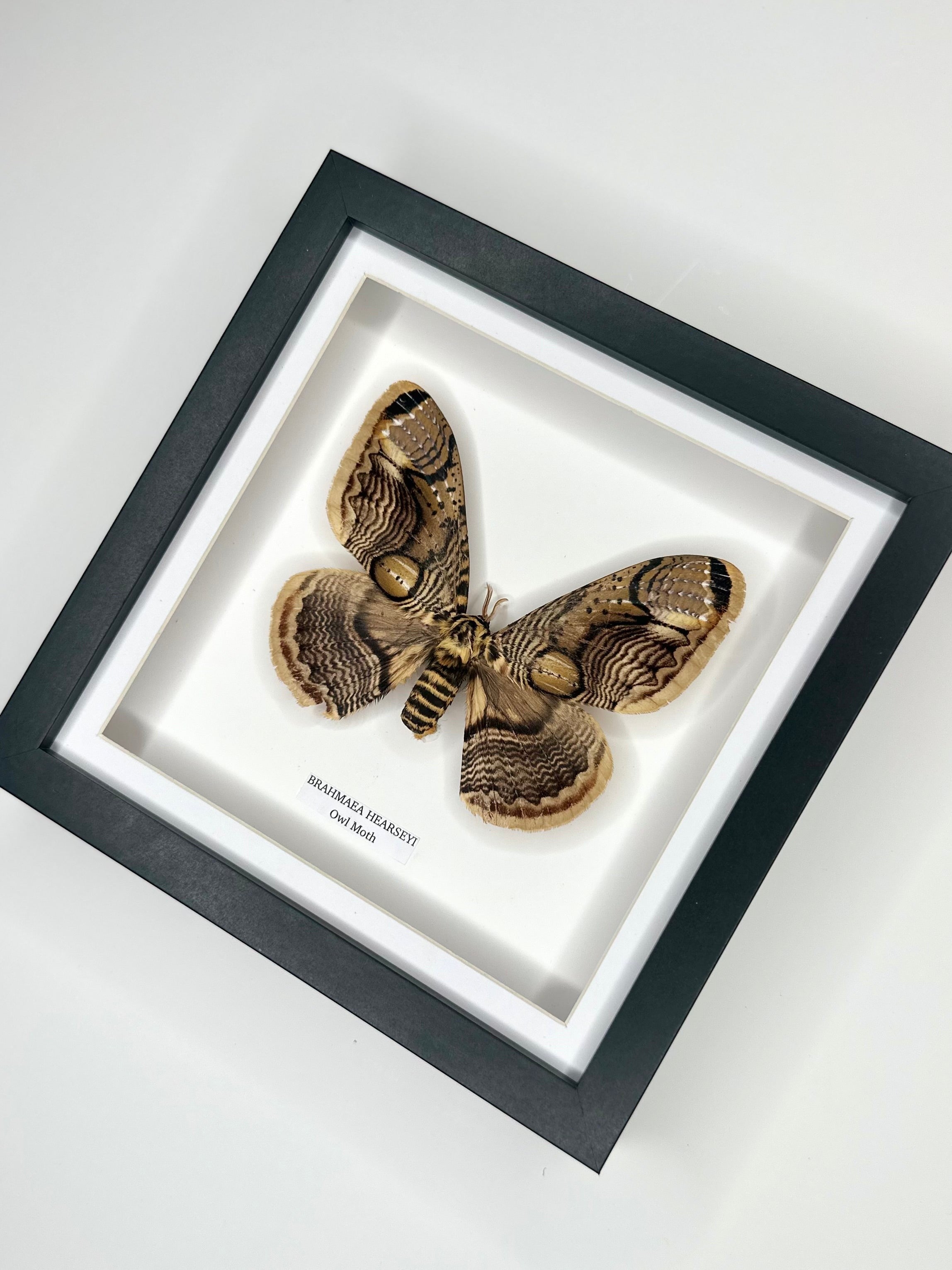 Owl Moth | Brahmaea Hearseyi | Medium deep black shadow Frame - Taxidermy Entomology Home Decor Framed Natural Art handmade by cuteaholic gifts