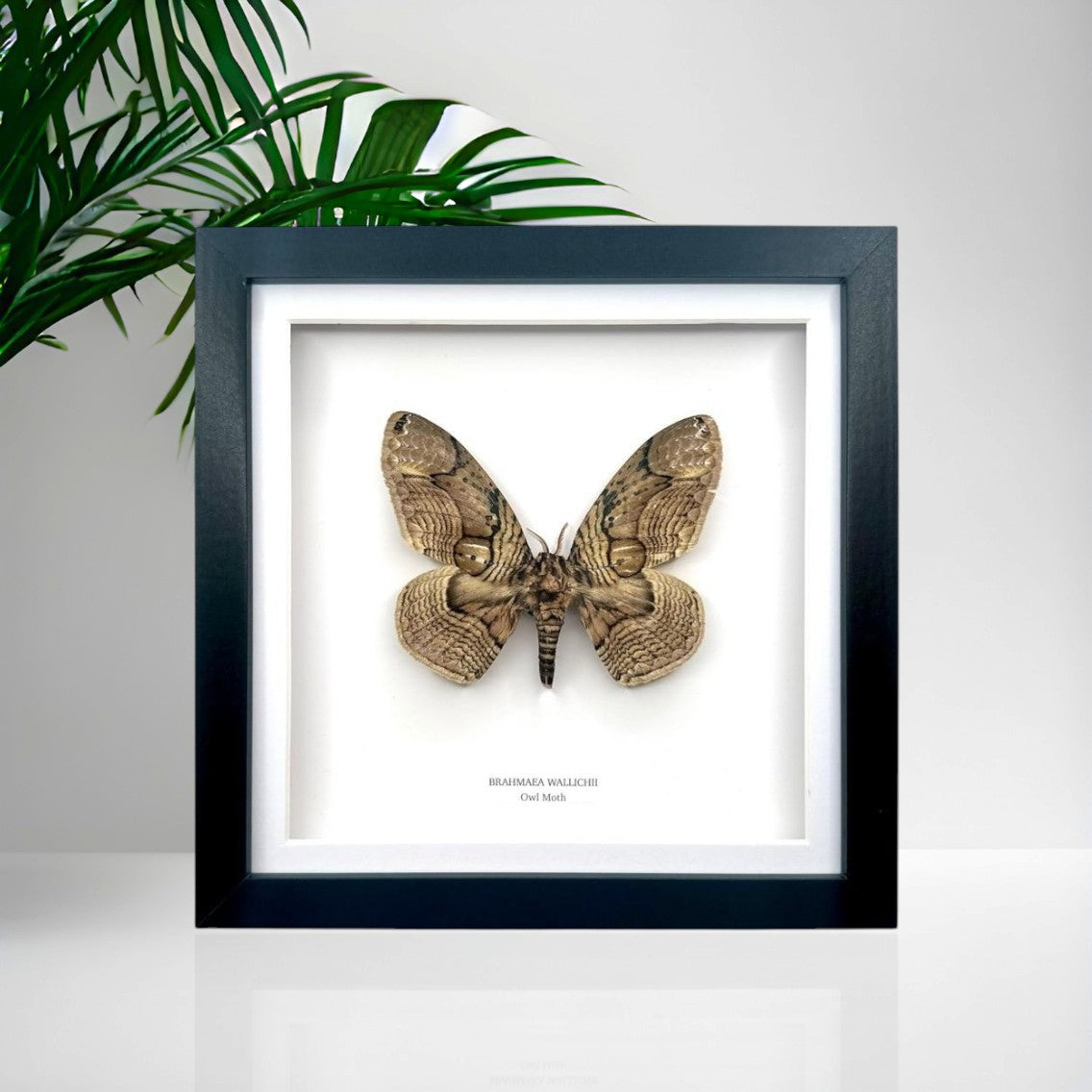Owl Moth | Brahmaea Wallichii | Medium Frame • Taxidermy Entomology Home Decor Framed Art