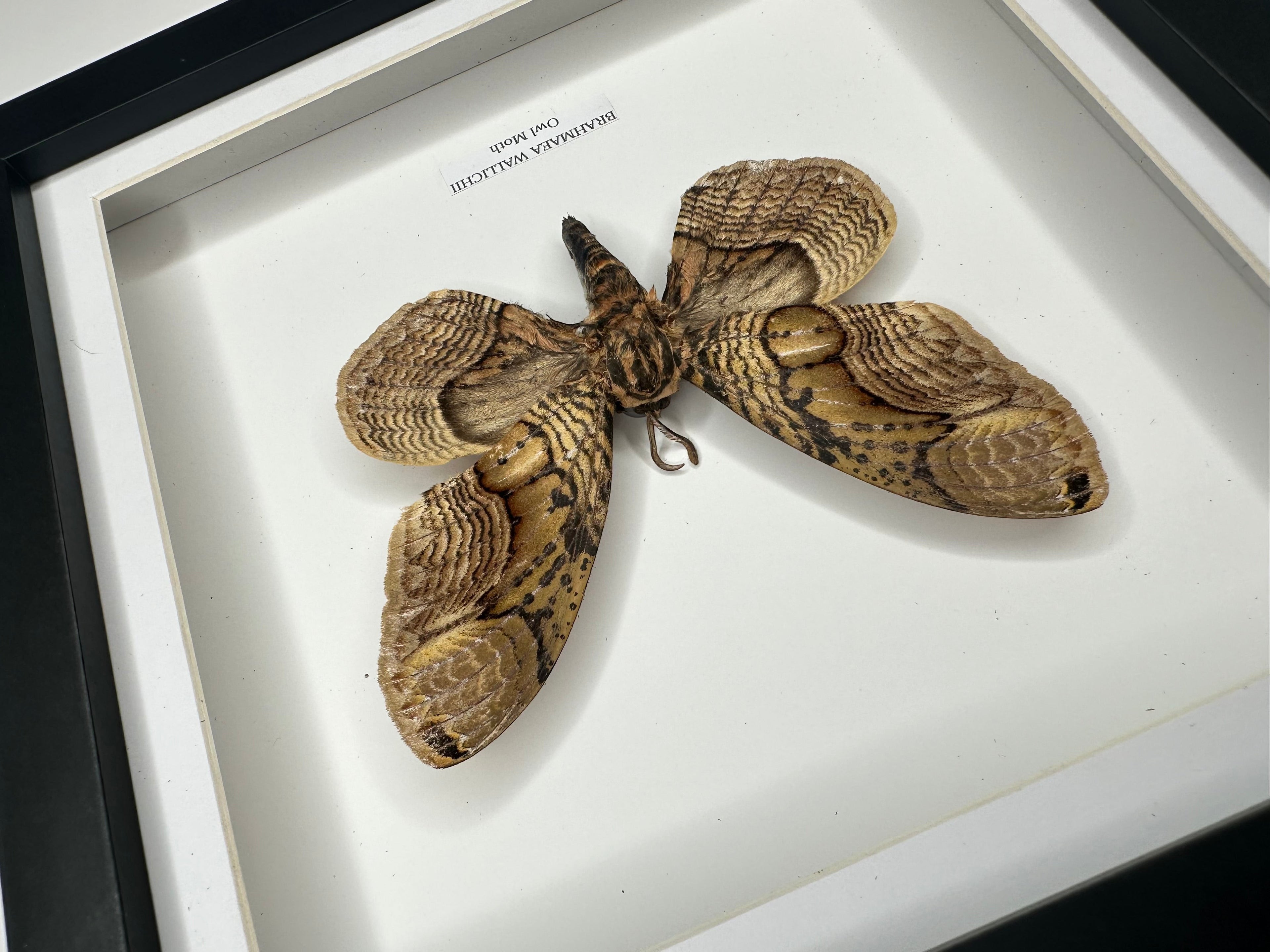 Owl Moth | Brahmaea Wallichii | Medium black shadow deep Frame • Taxidermy Entomology Home Decor Framed Art handmade by cuteaholic gifts