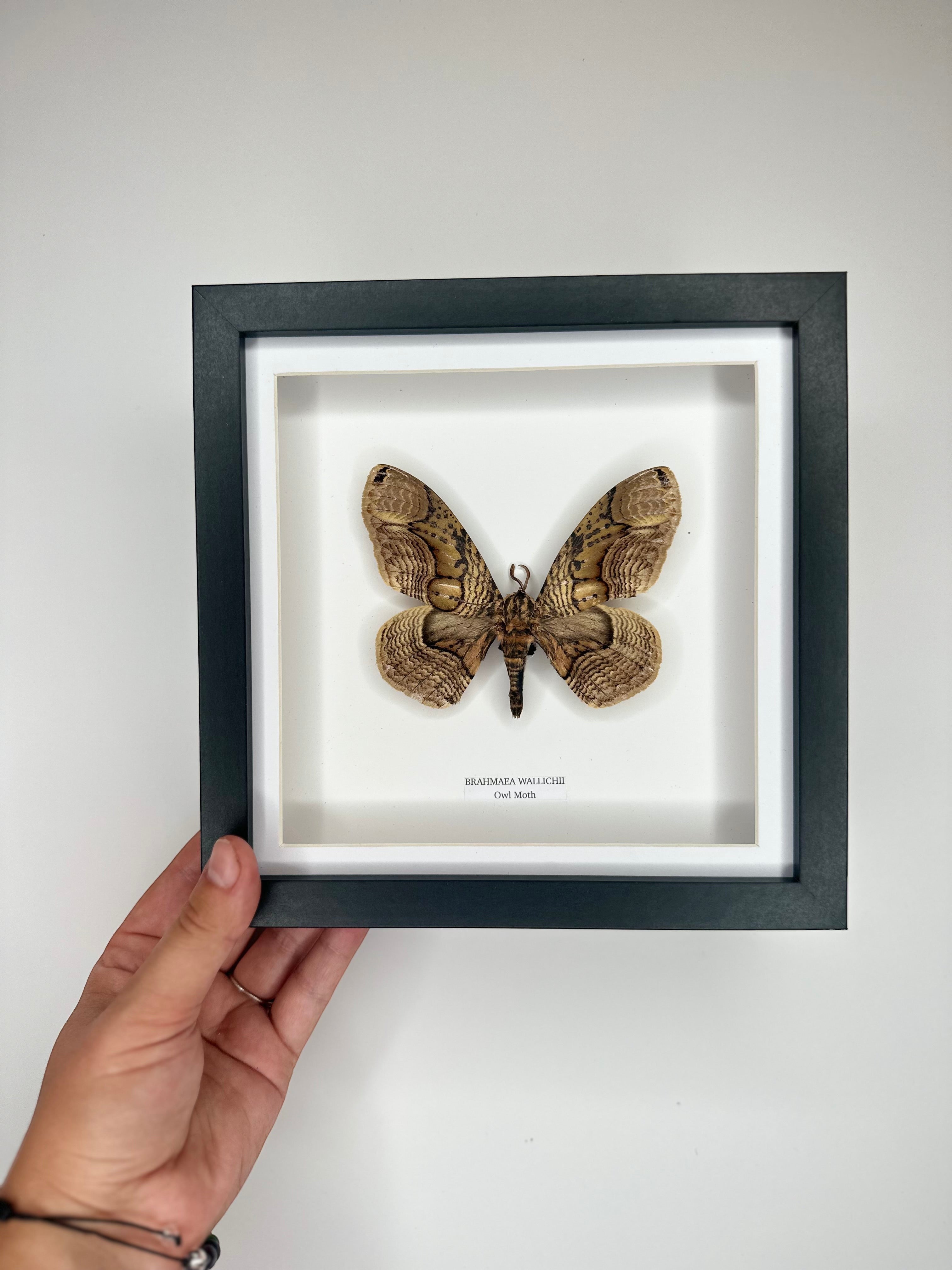 Owl Moth | Brahmaea Wallichii | Medium black shadow deep Frame • Taxidermy Entomology Home Decor Framed Art handmade by cuteaholic gifts