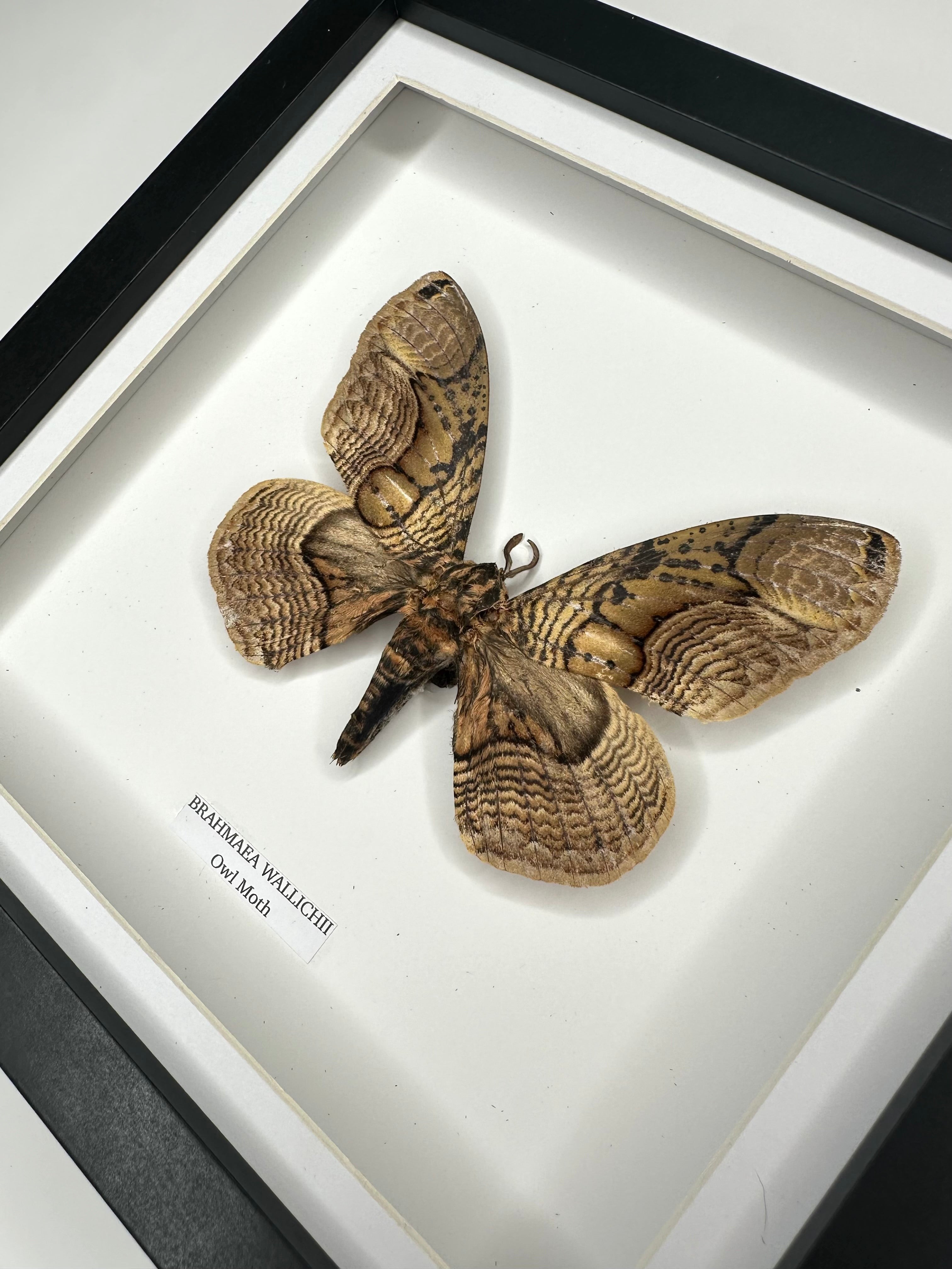 Owl Moth | Brahmaea Wallichii | Medium black shadow deep Frame • Taxidermy Entomology Home Decor Framed Art handmade by cuteaholic gifts