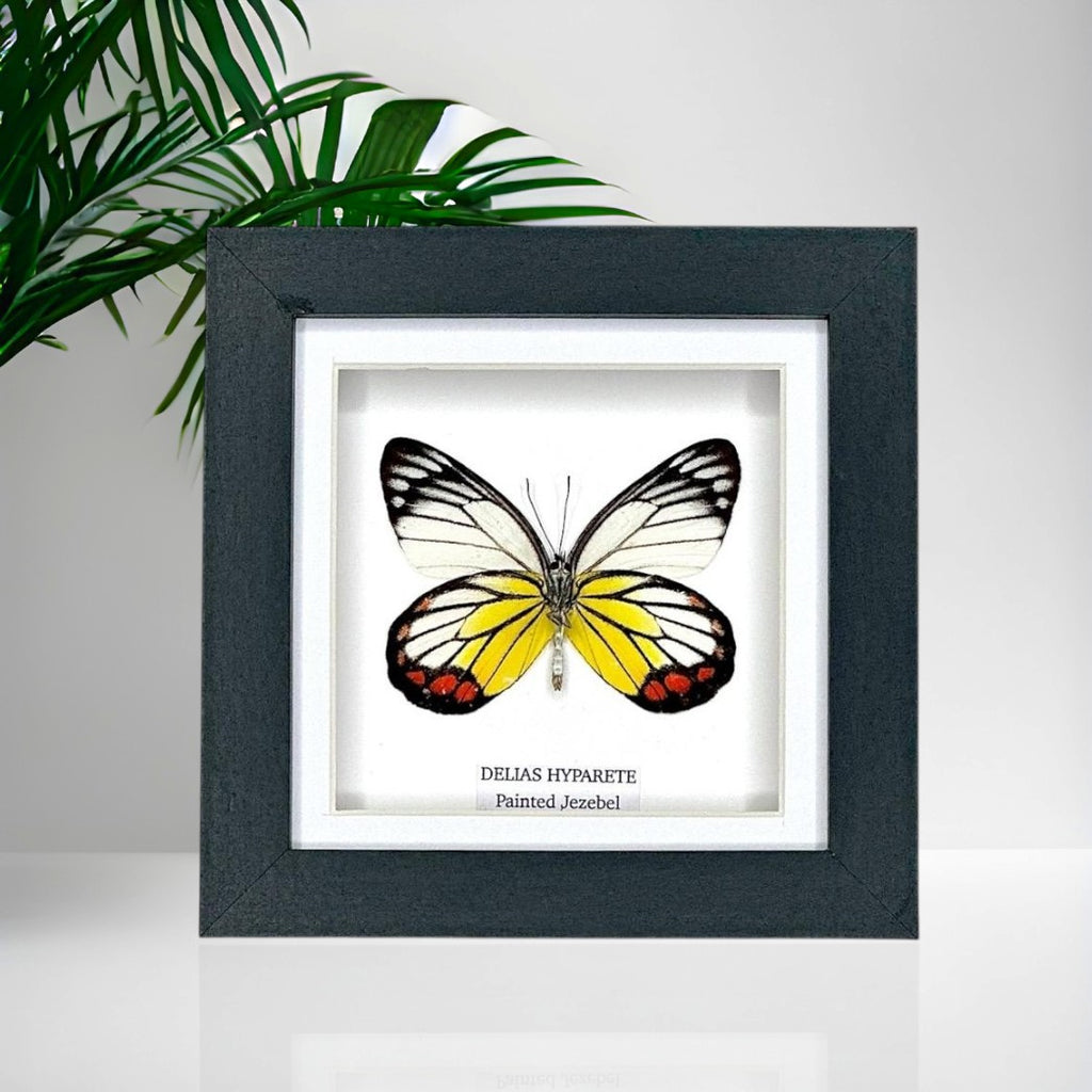 Painted Jezebel Butterfly | Delias Hyparete | Small Frame • Taxidermy Entomology Home Decor Framed Art