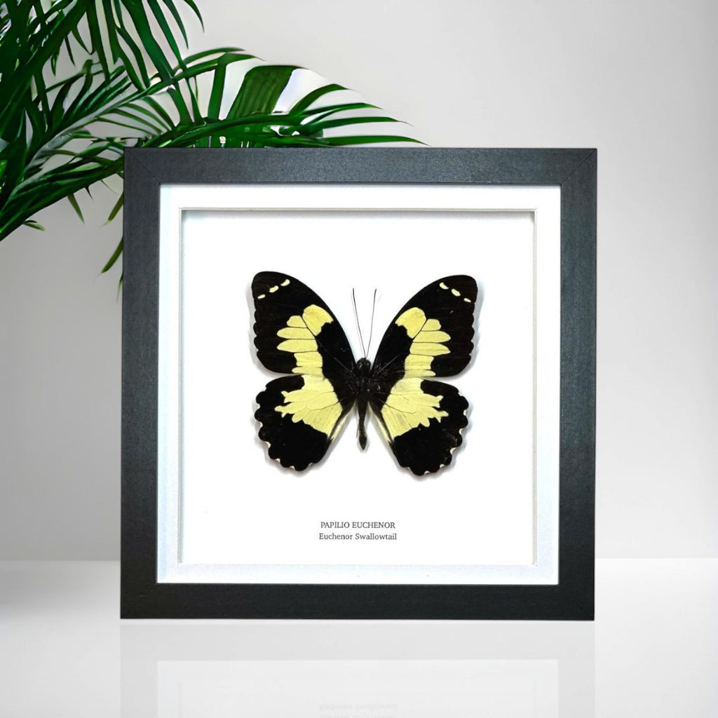 Papilo Euchenor Swallowtail • Medium Frame • Taxidermy Entomology Home Decor Framed Art