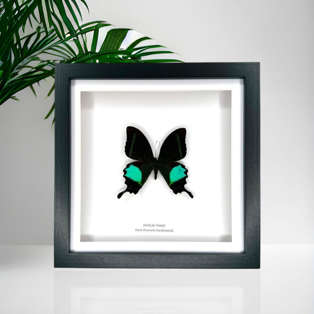 Paris Peacock Swallowtail | Papilio Paris • Medium Frame • Taxidermy Entomology Home Decor Framed Art