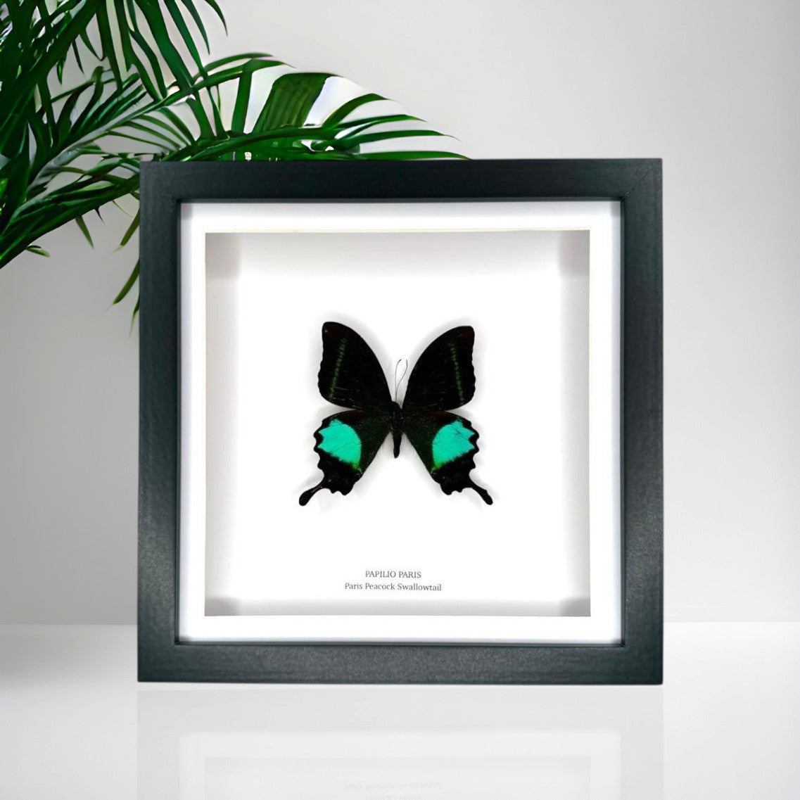Paris Peacock Swallowtail | Papilio Paris • Medium Frame • Taxidermy Entomology Home Decor Framed Art