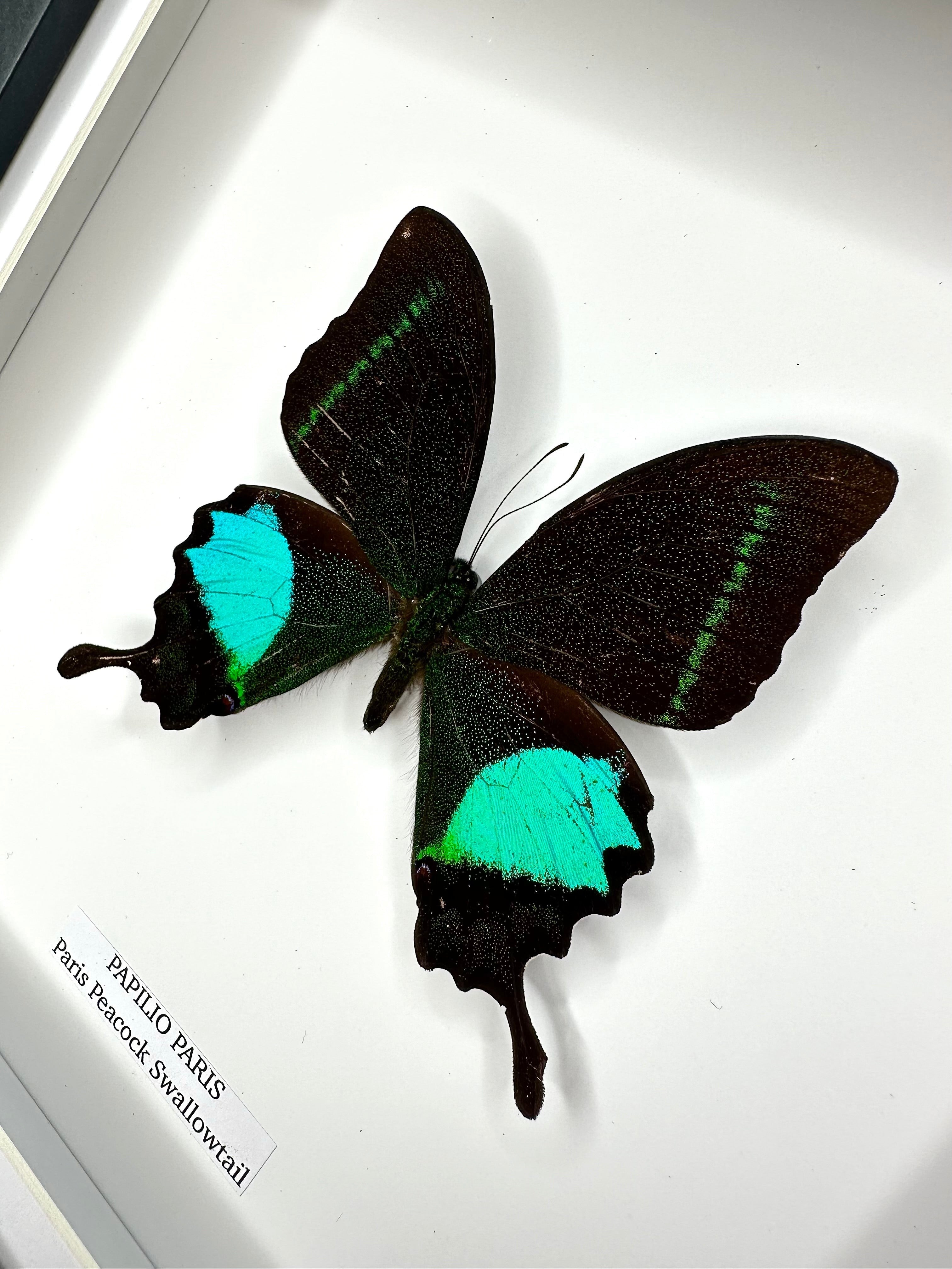 Paris Peacock Swallowtail | Papilio Paris • Medium Frame • Taxidermy Entomology Home Decor Framed Art