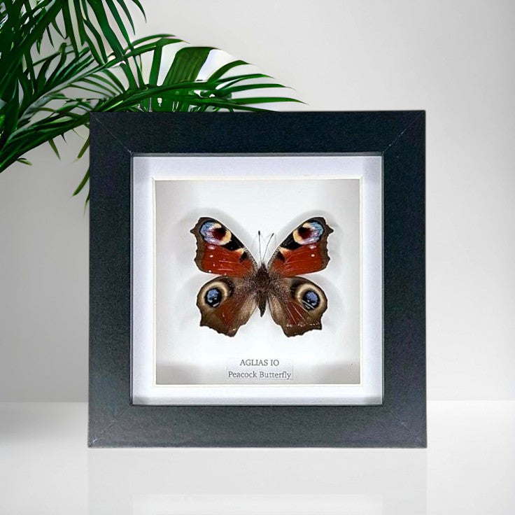 Peacock Butterfly | Aglias IO | Small Frame • Taxidermy Entomology Home Decor Framed Art