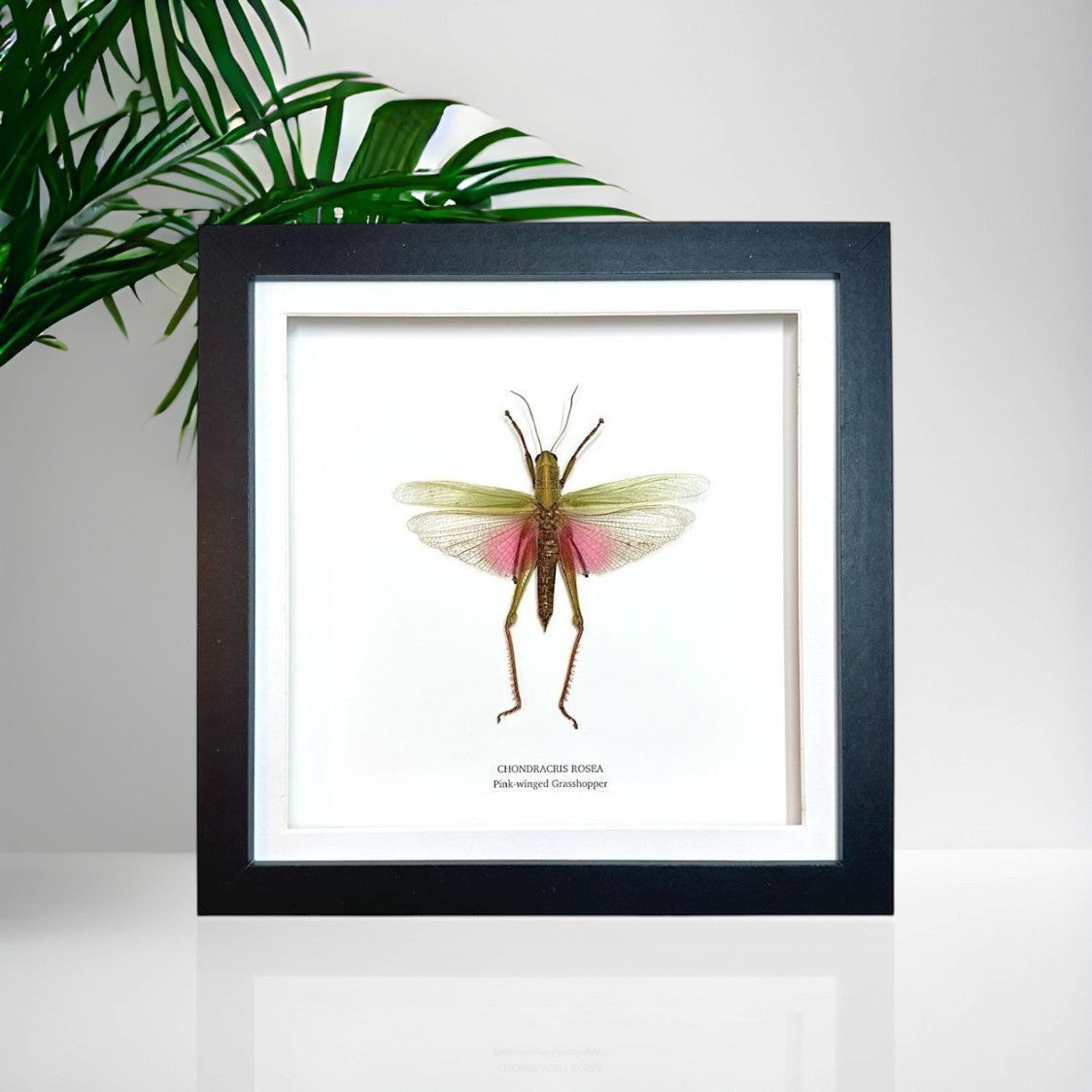 Pink-winged Grasshopper also known as Chondracris Rosea in a black Medium Frame, framed Taxidermy Entomology hand made Home Decor Framed Natural Art by cuteaholic gifts