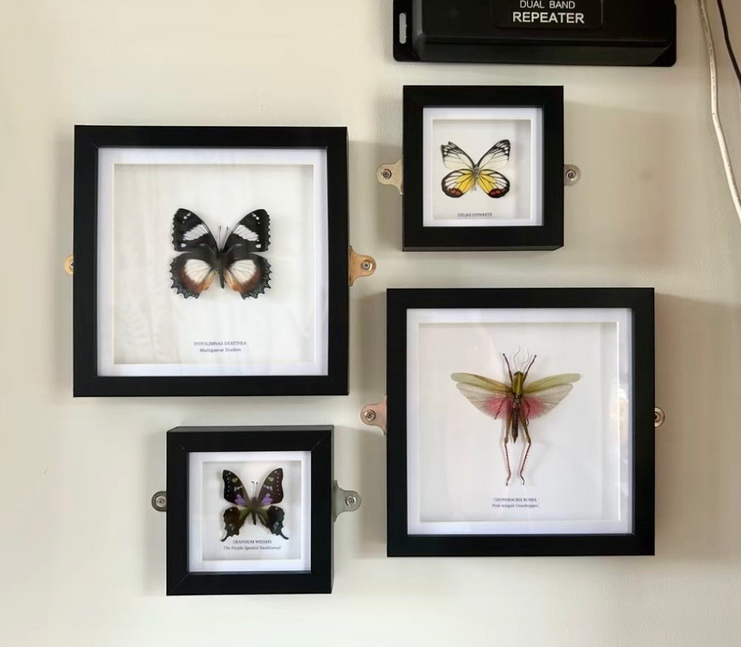 Pink-winged Grasshopper also known as Chondracris Rosea in a black Medium Frame, framed Taxidermy Entomology hand made Home Decor Framed Natural Art by cuteaholic gifts