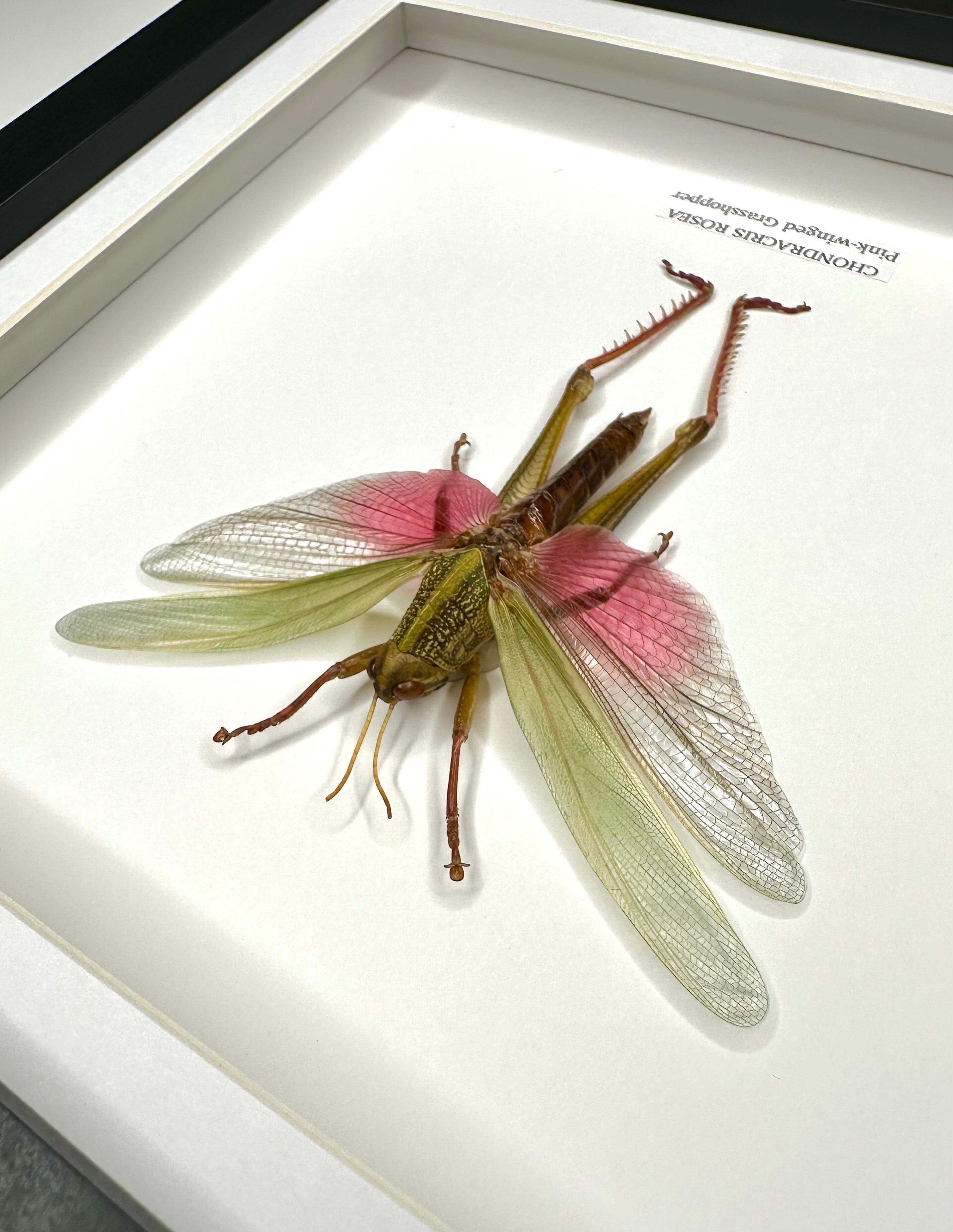 Pink-winged Grasshopper also known as Chondracris Rosea in a black Medium Frame, framed Taxidermy Entomology hand made Home Decor Framed Natural Art by cuteaholic gifts