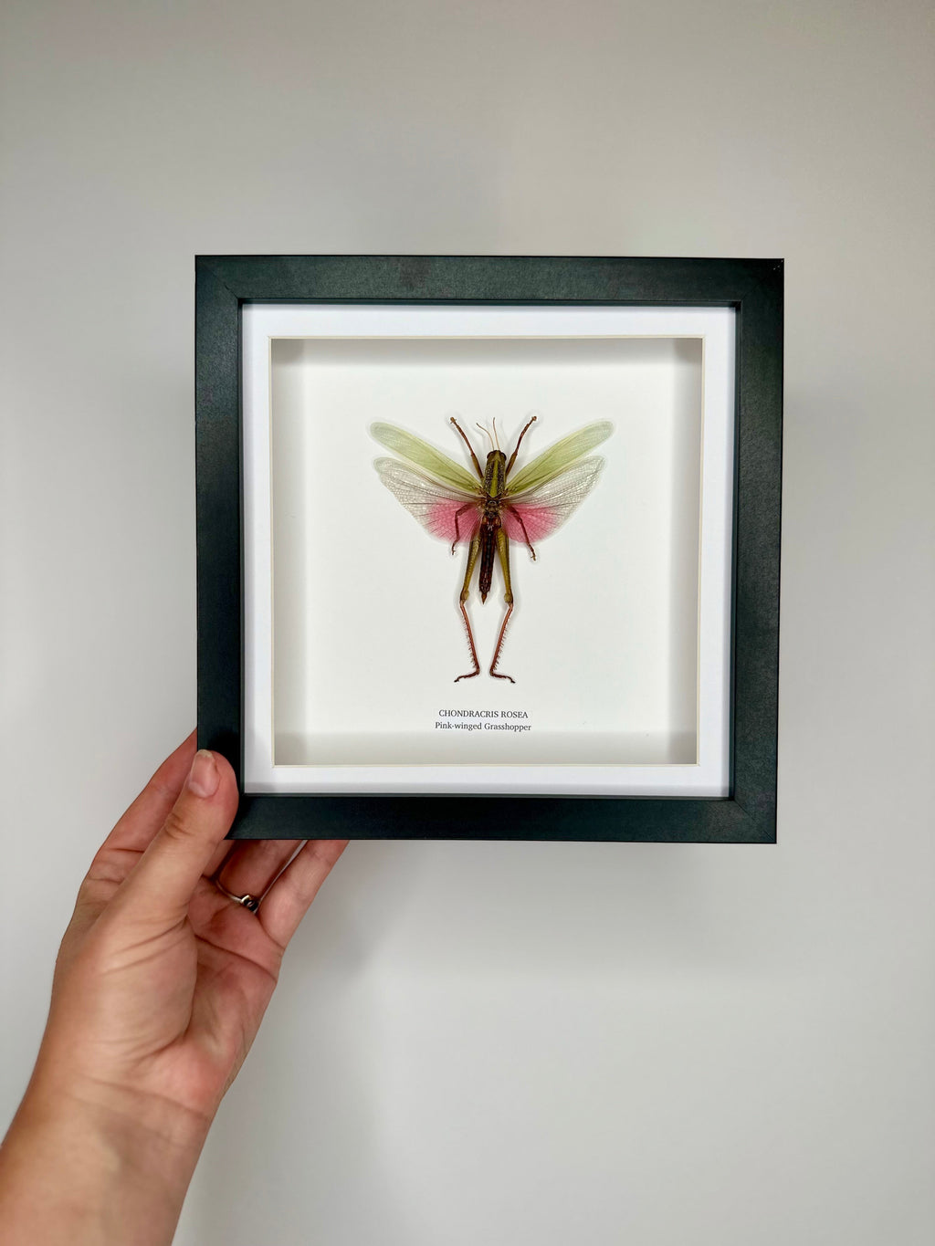 Pink-winged Grasshopper also known as Chondracris Rosea in a black Medium Frame, framed Taxidermy Entomology hand made Home Decor Framed Natural Art by cuteaholic gifts