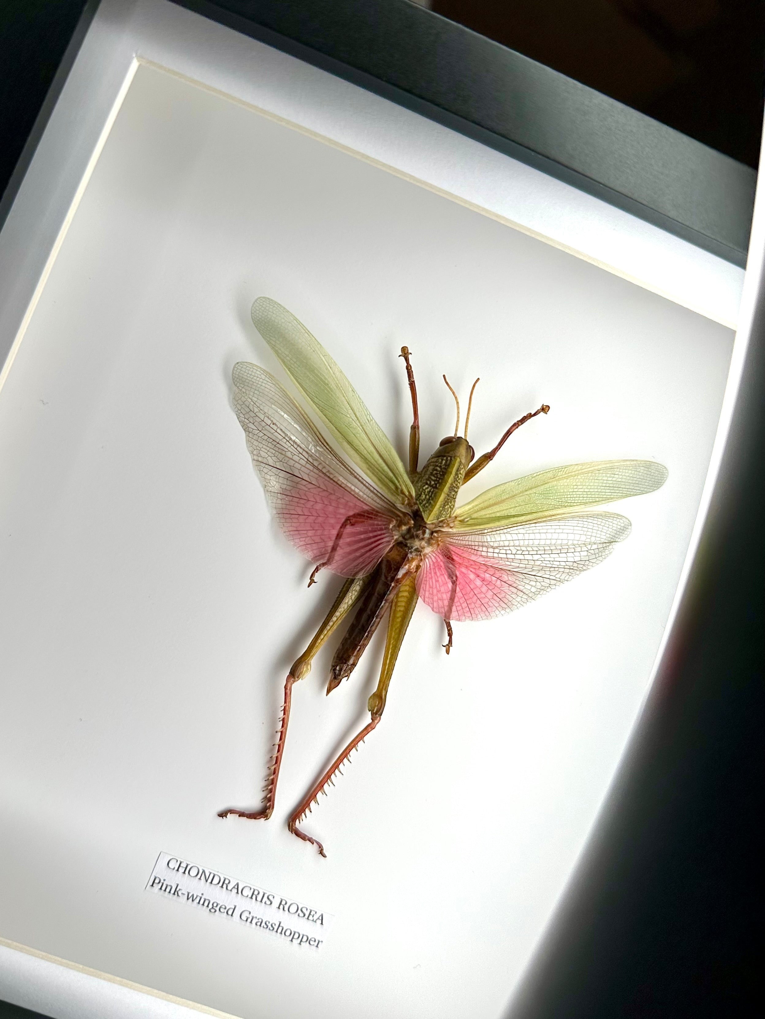 Pink-winged Grasshopper also known as Chondracris Rosea in a black Medium Frame, framed Taxidermy Entomology hand made Home Decor Framed Natural Art by cuteaholic gifts