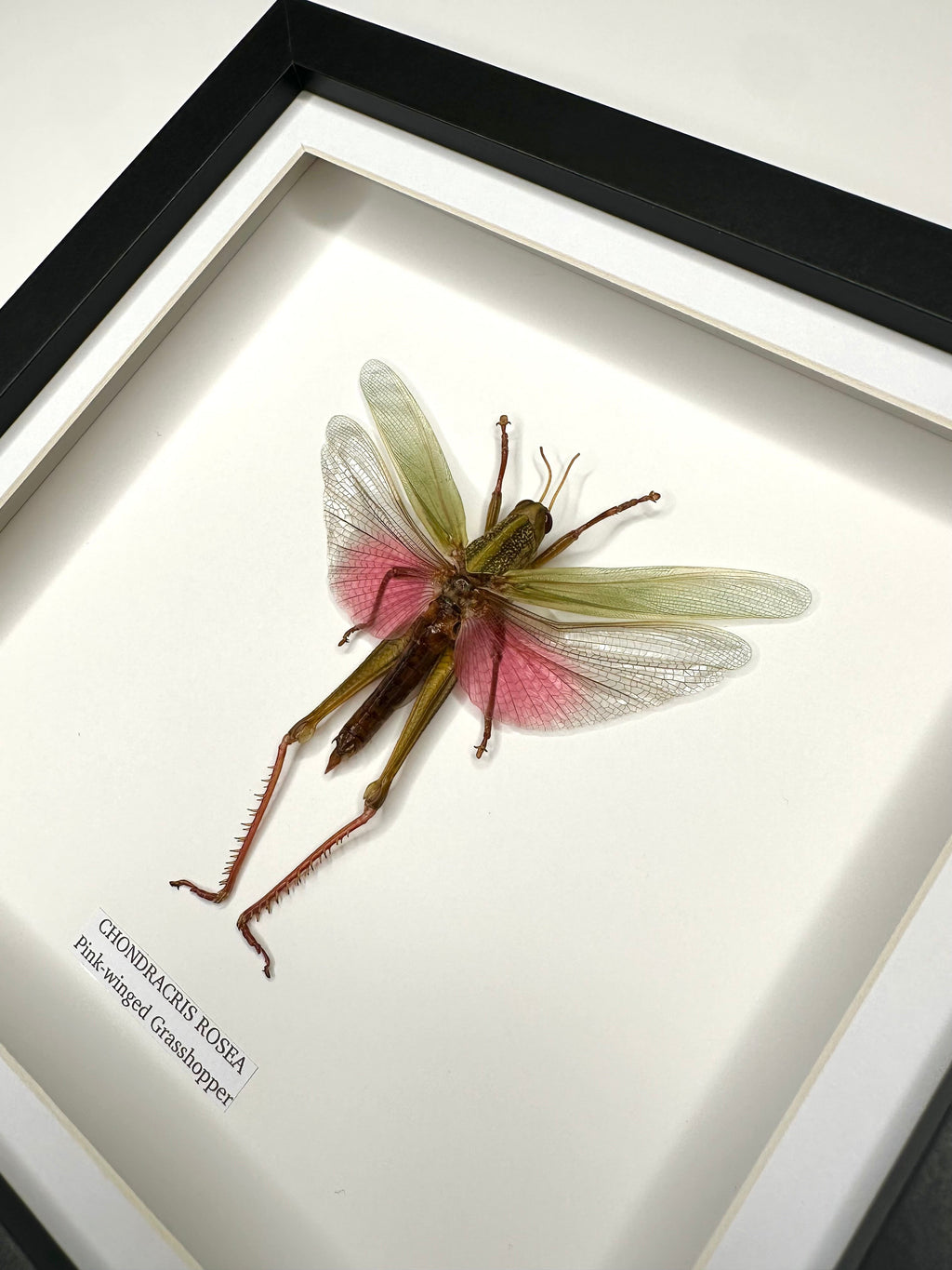 Pink-winged Grasshopper also known as Chondracris Rosea in a black Medium Frame, framed Taxidermy Entomology hand made Home Decor Framed Natural Art by cuteaholic gifts