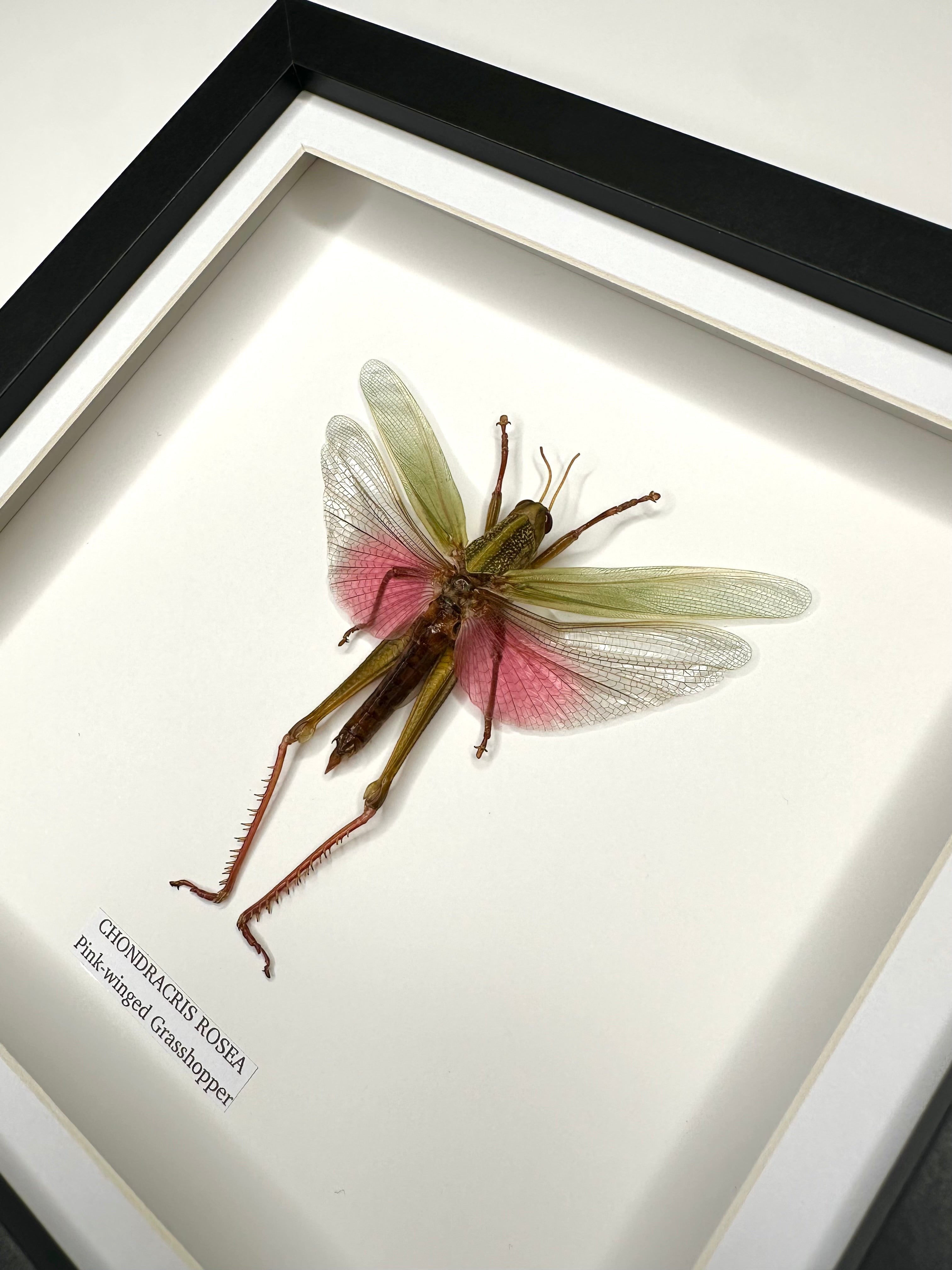 Pink-winged Grasshopper also known as Chondracris Rosea in a black Medium Frame, framed Taxidermy Entomology hand made Home Decor Framed Natural Art by cuteaholic gifts