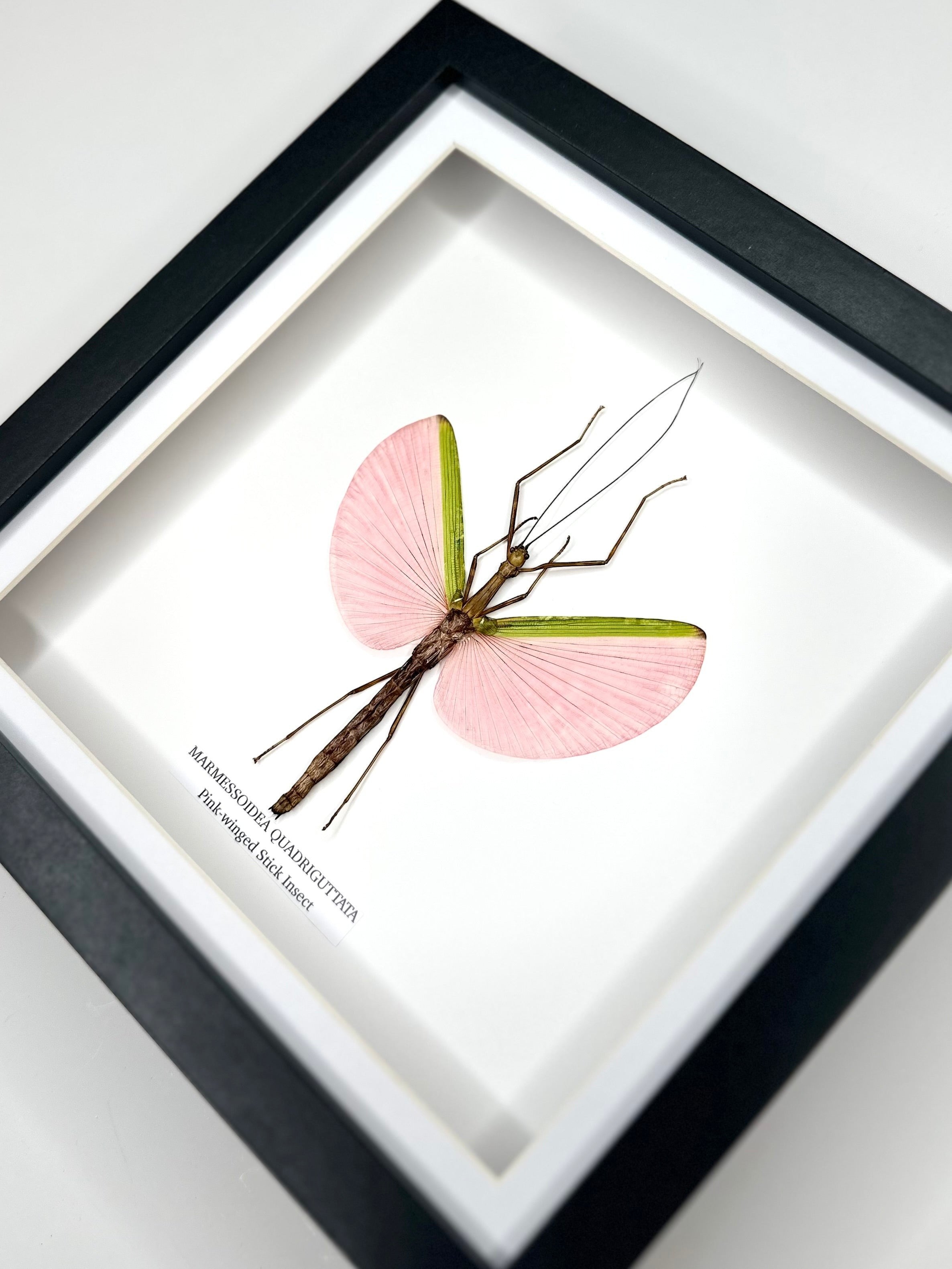Pink-winged Stick Insect | Marmessoidea Quadriguttata | deep black Medium Frame - Taxidermy Entomology Home Decor Framed Natural Art handmade by cuteaholic gifts