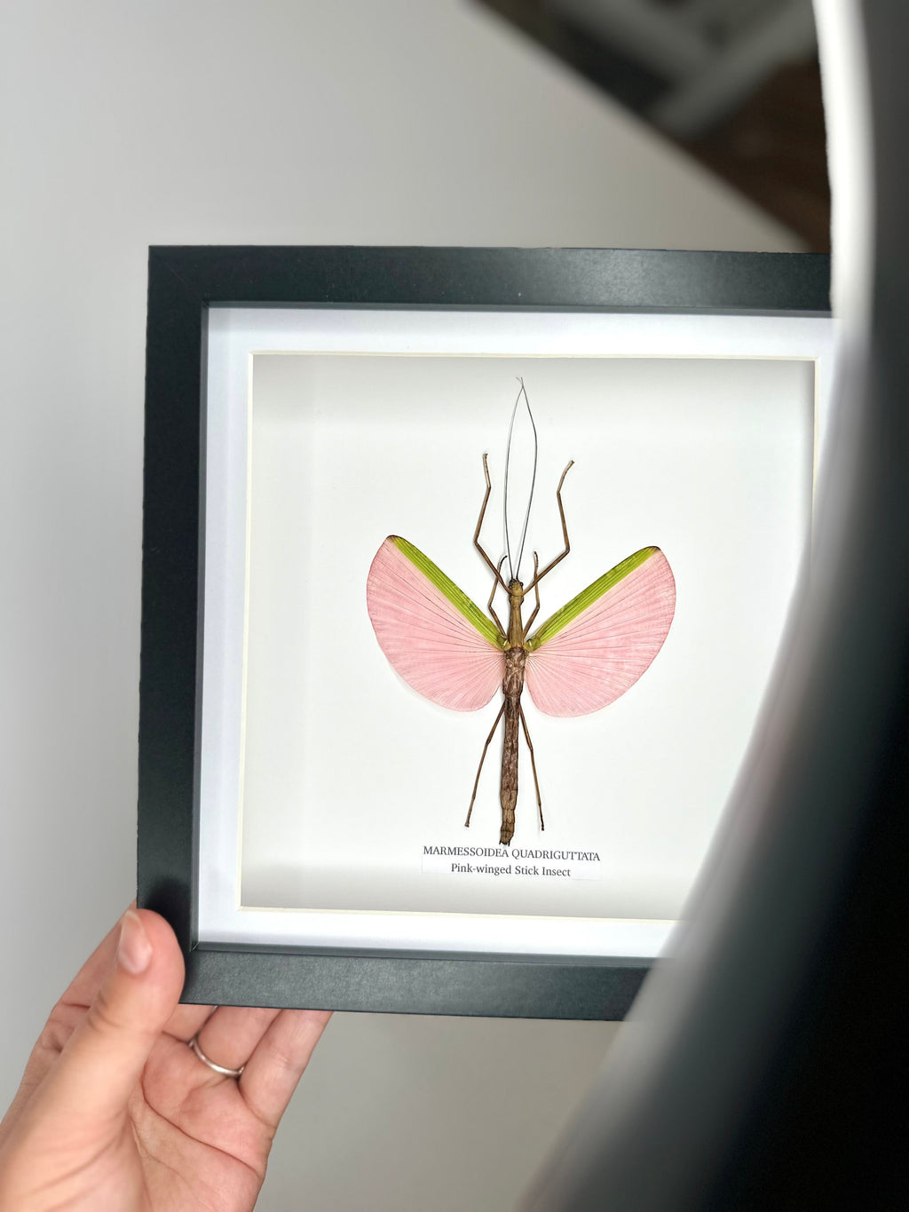 Pink-winged Stick Insect | Marmessoidea Quadriguttata | deep black Medium Frame - Taxidermy Entomology Home Decor Framed Natural Art handmade by cuteaholic gifts