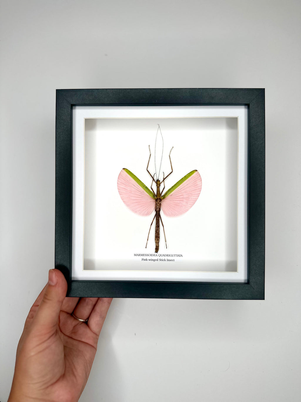 Pink-winged Stick Insect | Marmessoidea Quadriguttata | deep black Medium Frame - Taxidermy Entomology Home Decor Framed Natural Art handmade by cuteaholic gifts