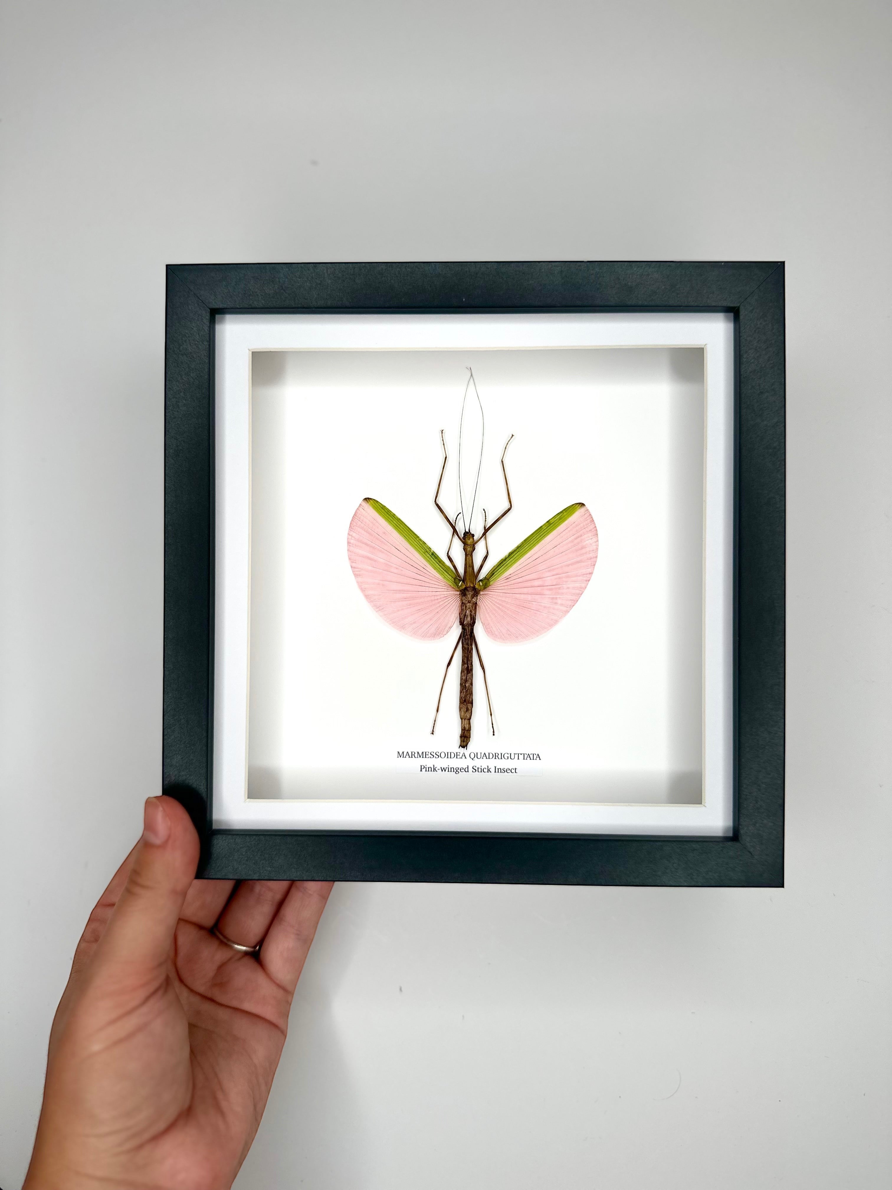 Pink-winged Stick Insect | Marmessoidea Quadriguttata | deep black Medium Frame - Taxidermy Entomology Home Decor Framed Natural Art handmade by cuteaholic gifts