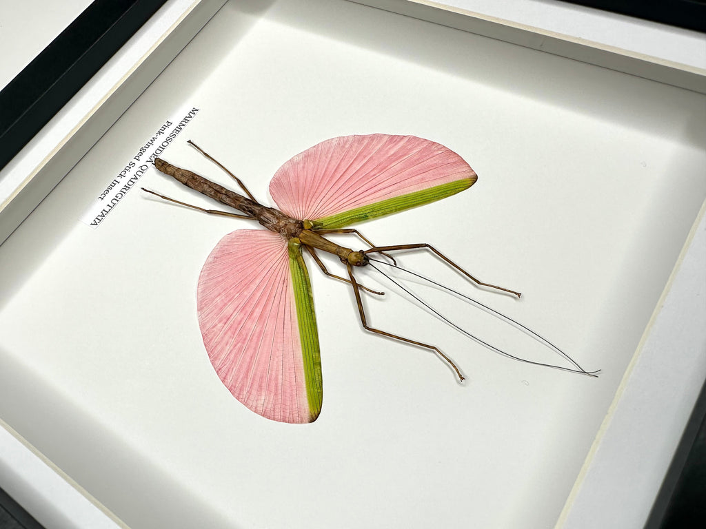 Pink-winged Stick Insect | Marmessoidea Quadriguttata | deep black Medium Frame - Taxidermy Entomology Home Decor Framed Natural Art handmade by cuteaholic gifts