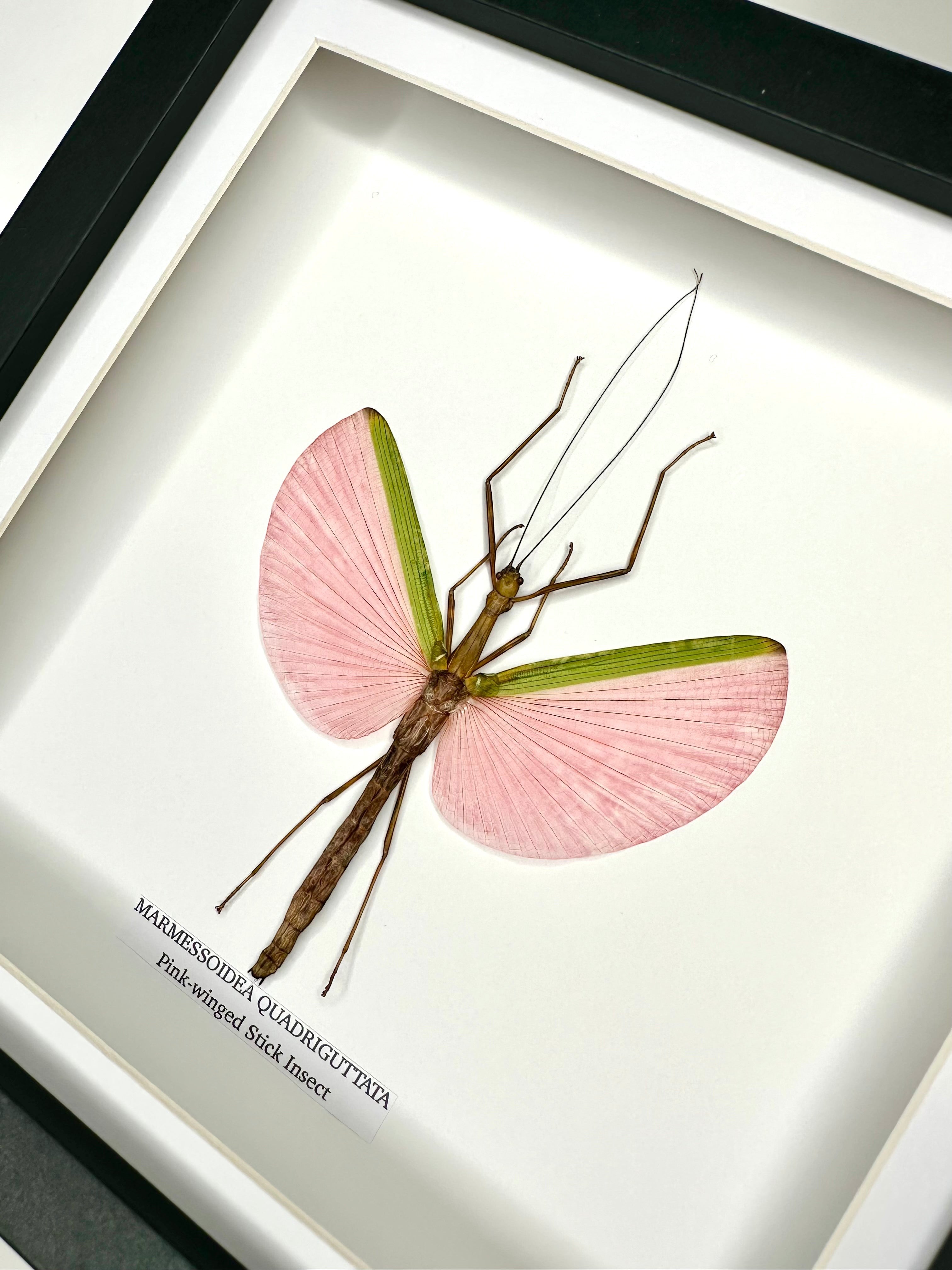 Pink-winged Stick Insect | Marmessoidea Quadriguttata | deep black Medium Frame - Taxidermy Entomology Home Decor Framed Natural Art handmade by cuteaholic gifts