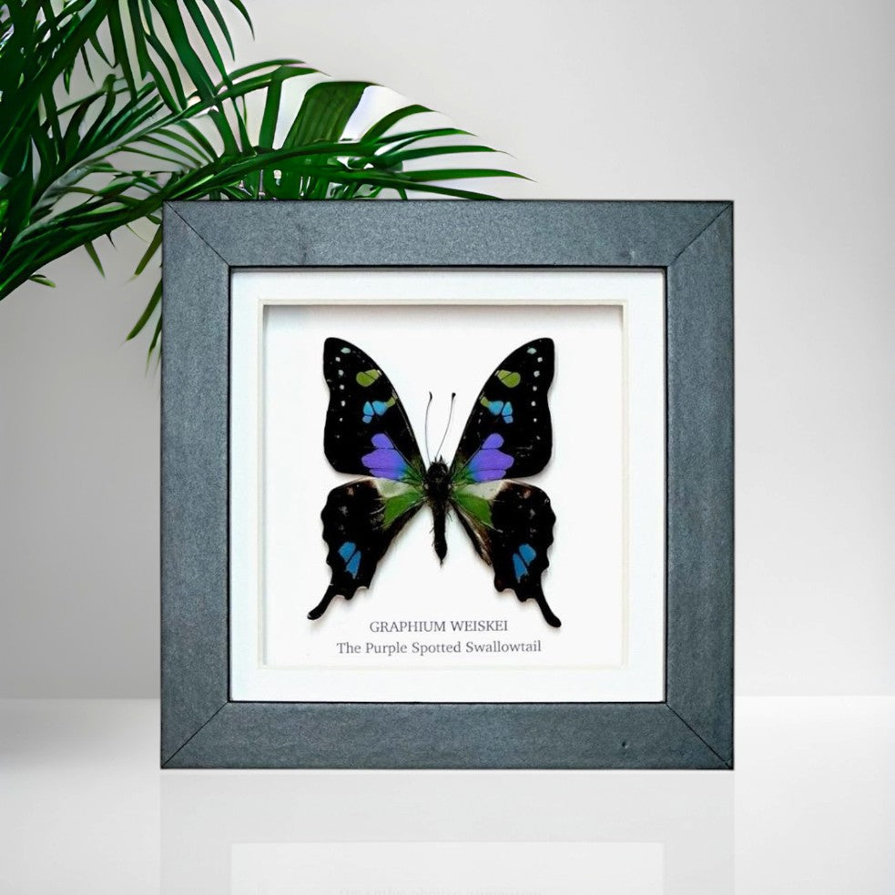 Purple Spotted Swallowtail | Graphium Weiskei | Small Frame • Taxidermy Entomology Home Decor Framed Art