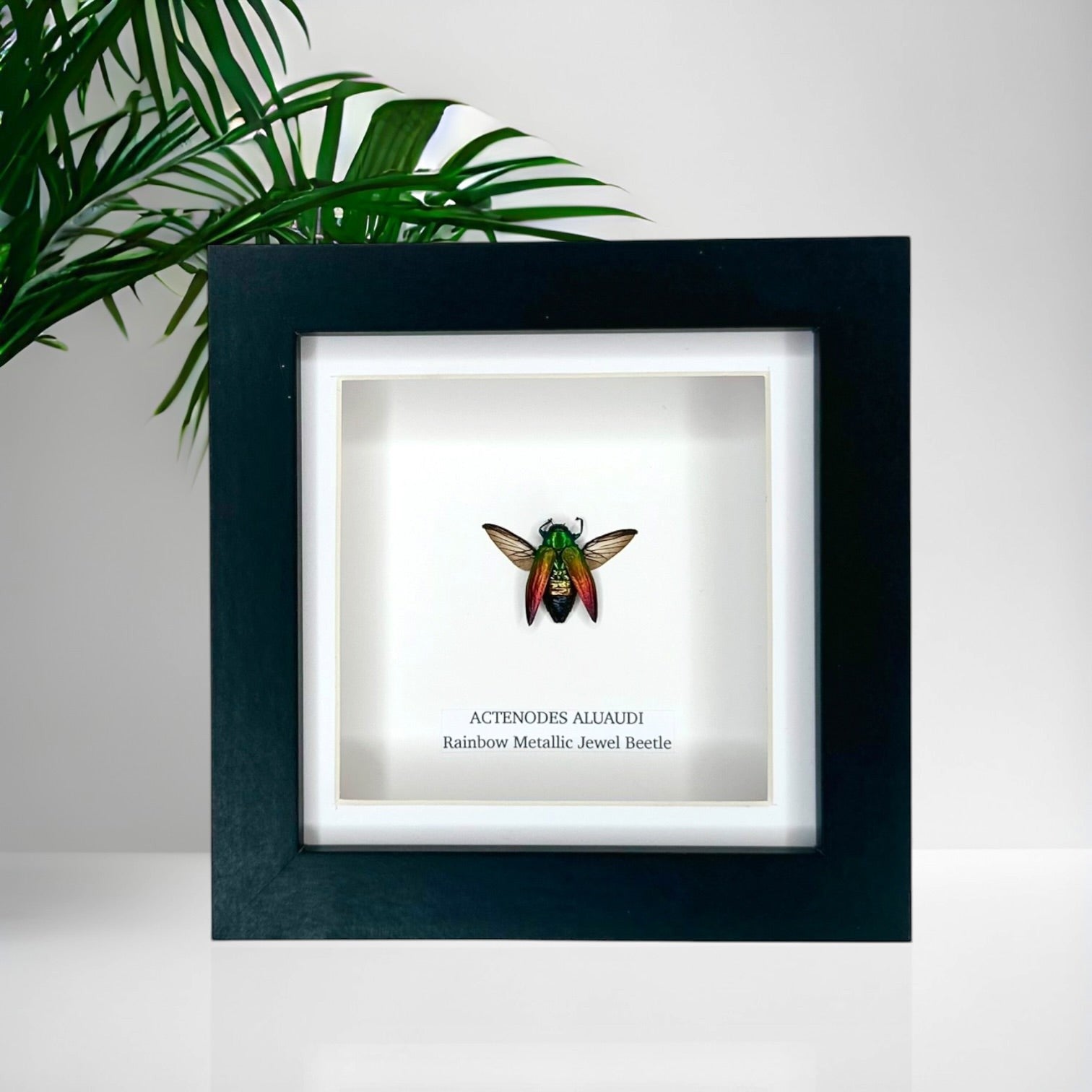 Rainbow Metallic Jewel Beetle | Actenodes Aluaudi | Medium black deep shadow Frame - Insect Taxidermy Entomology Home Decor Framed Natural Art handmade by cuteaholic gifts